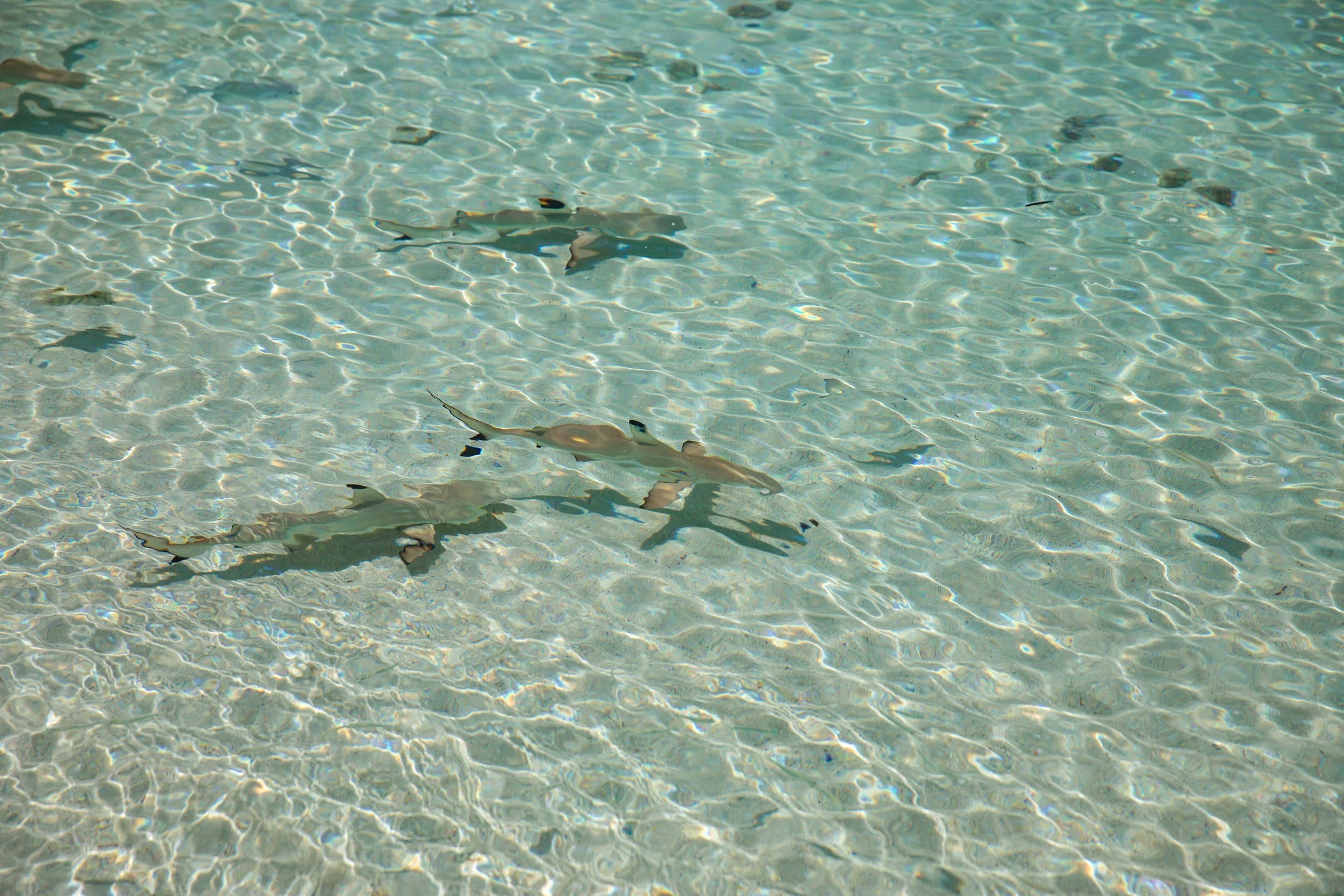 shark_compressed.jpg