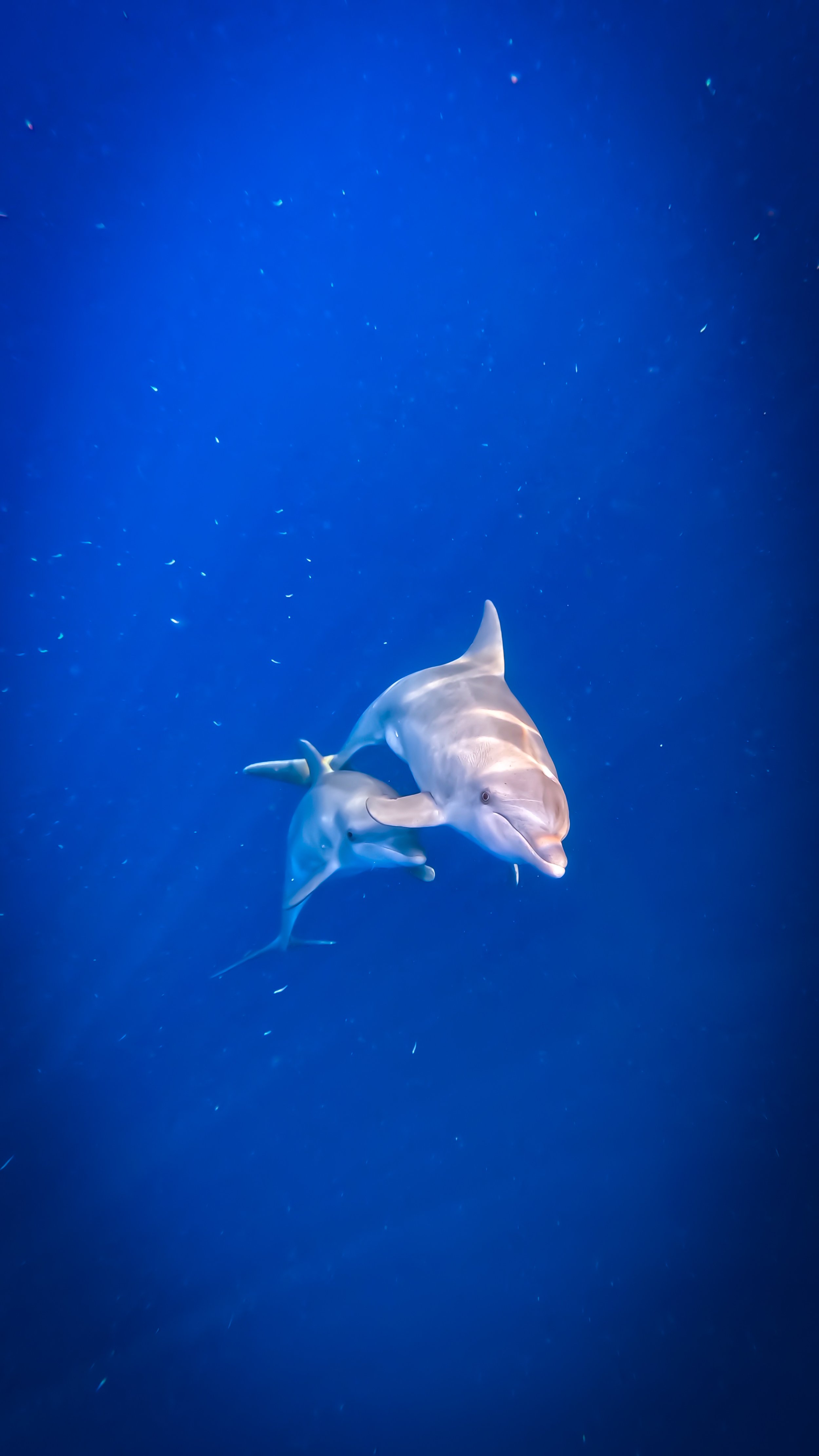 dolphin raja ampat.jpg