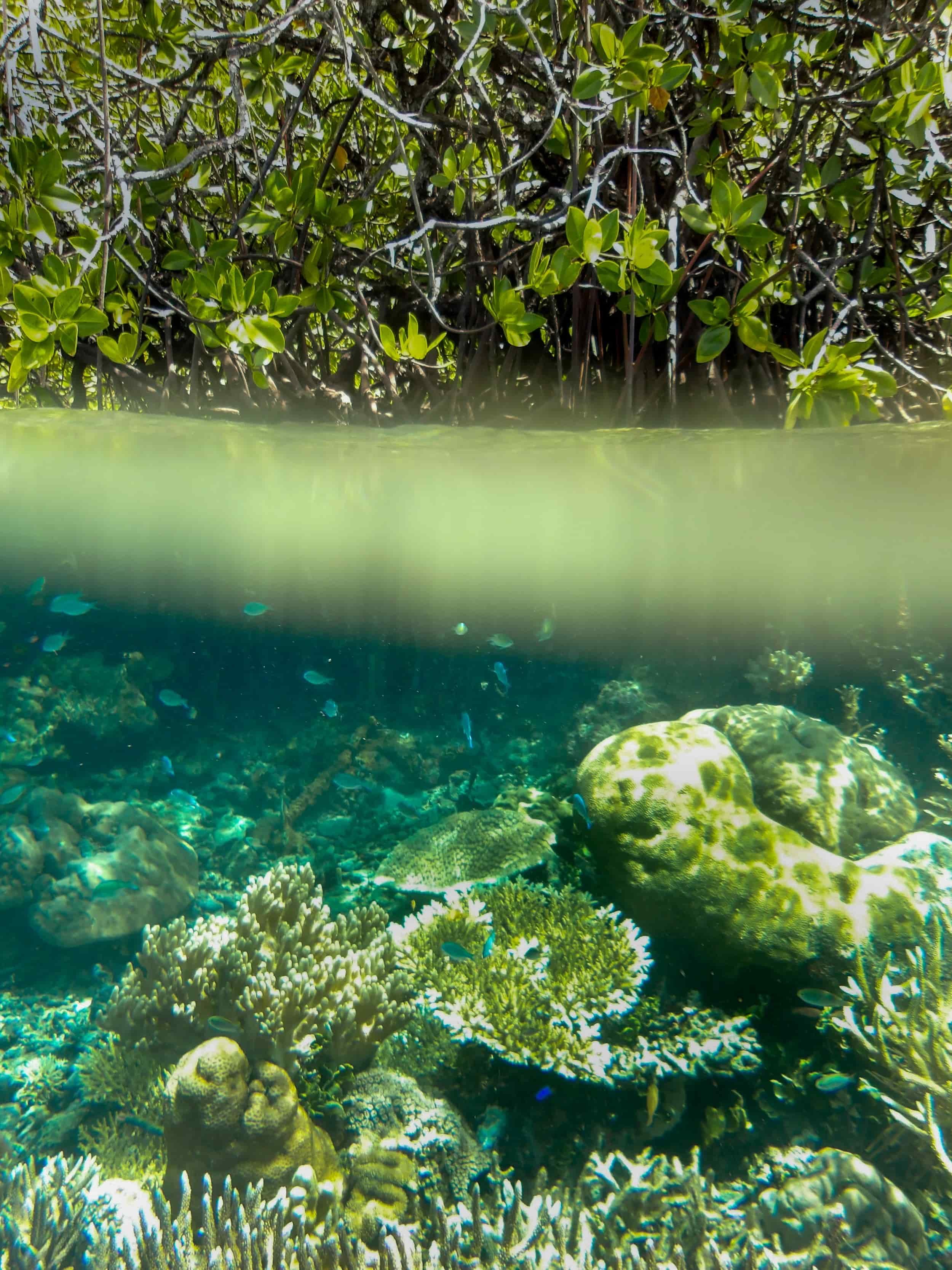 snorkeling+raja+ampat_compressed.jpg