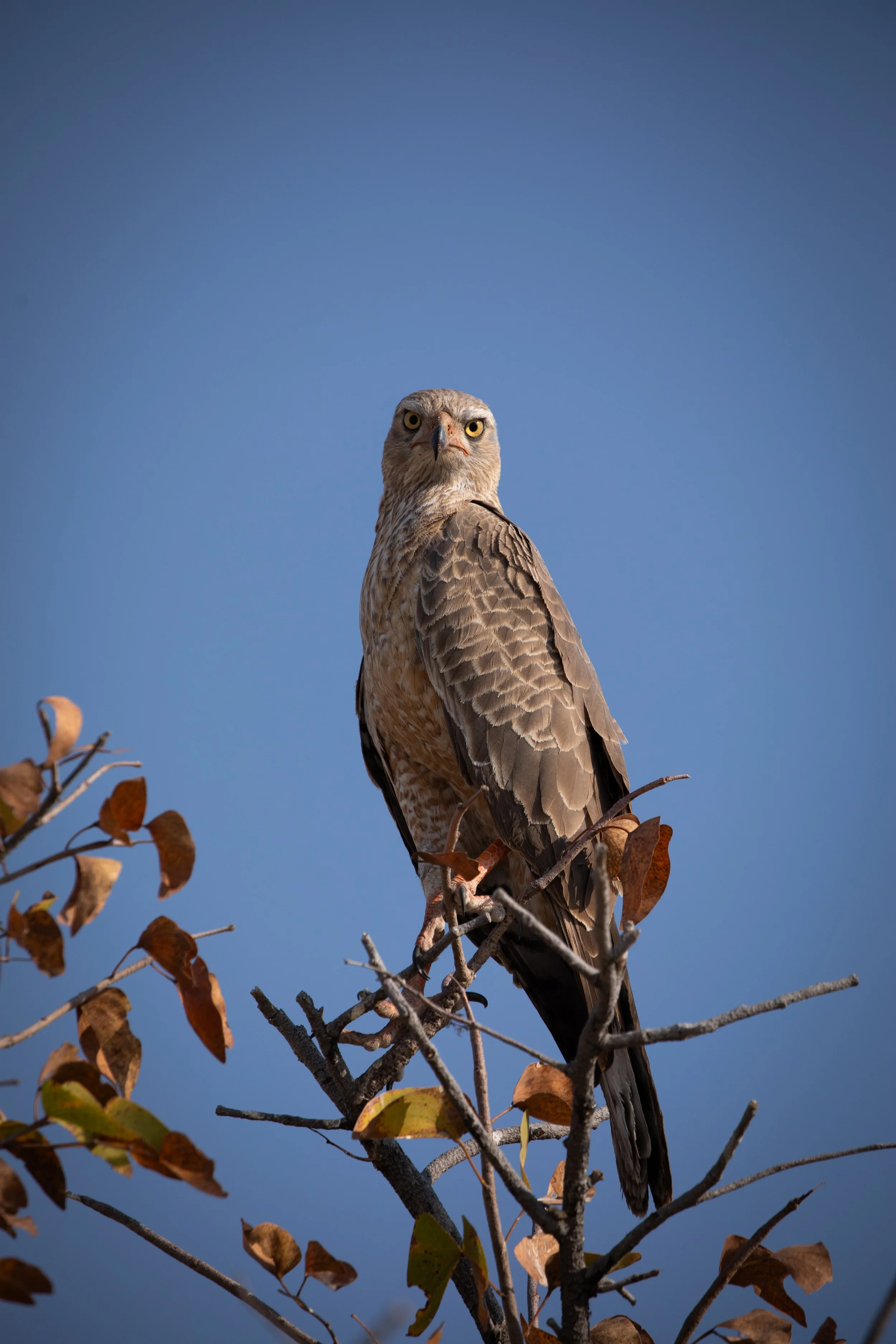 etosha_hawk.jpg