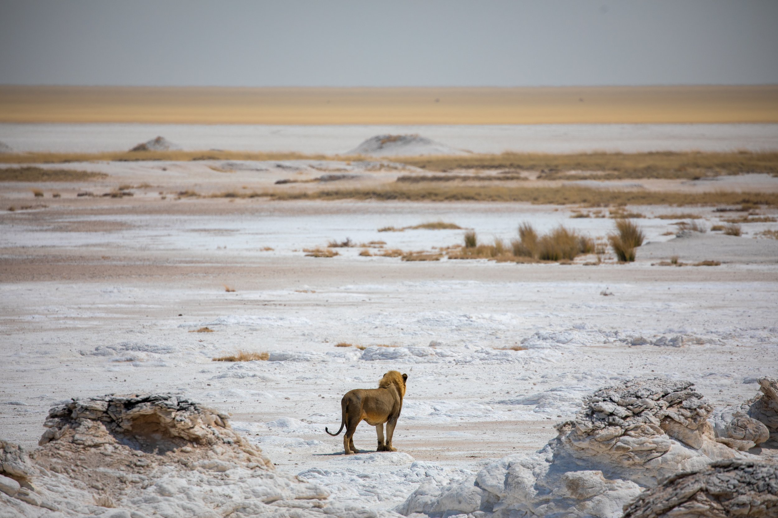 Namibia Safari: Complete Etosha National Park Travel Guide