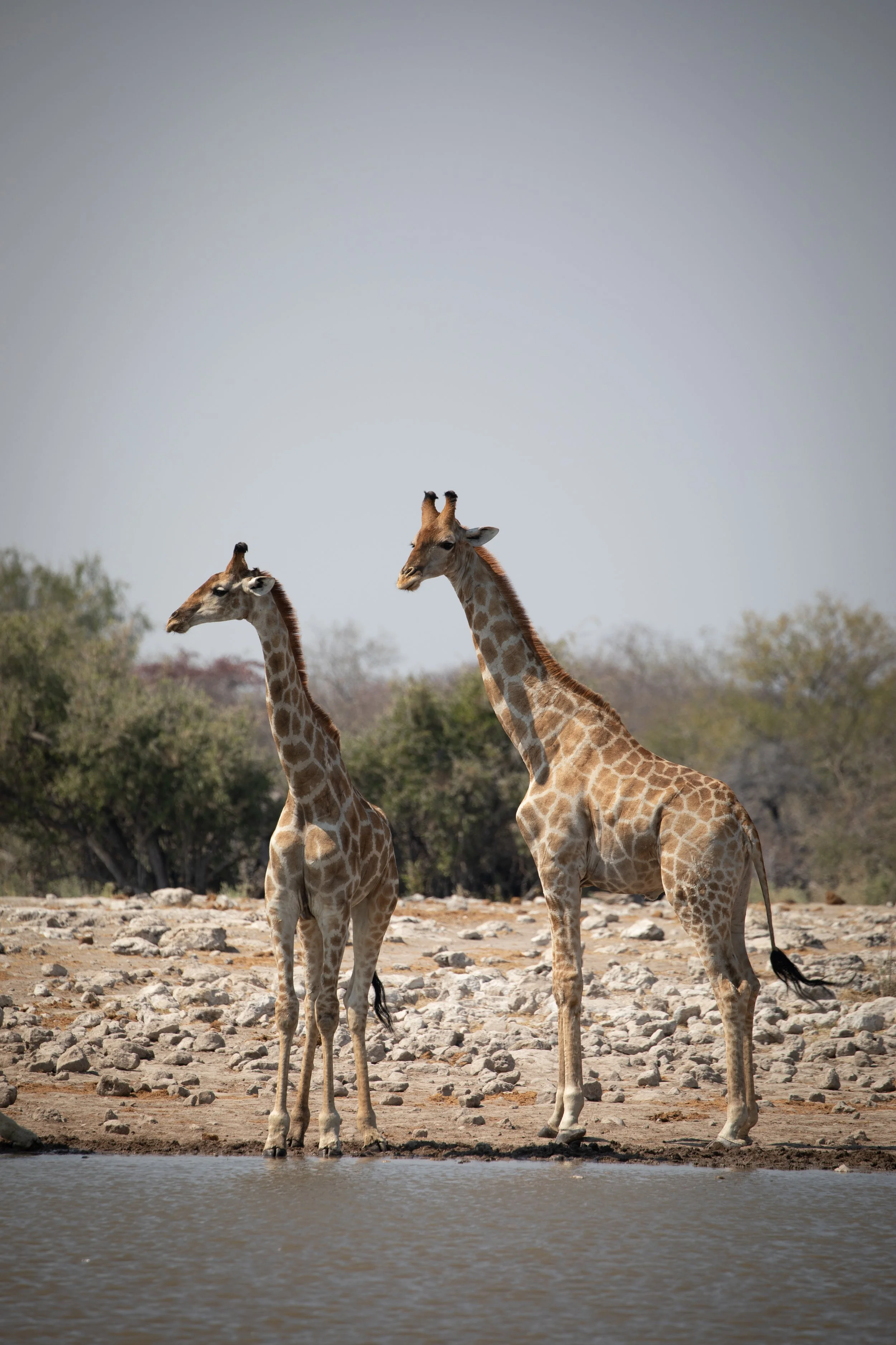 giraffes_etosha_np.jpg