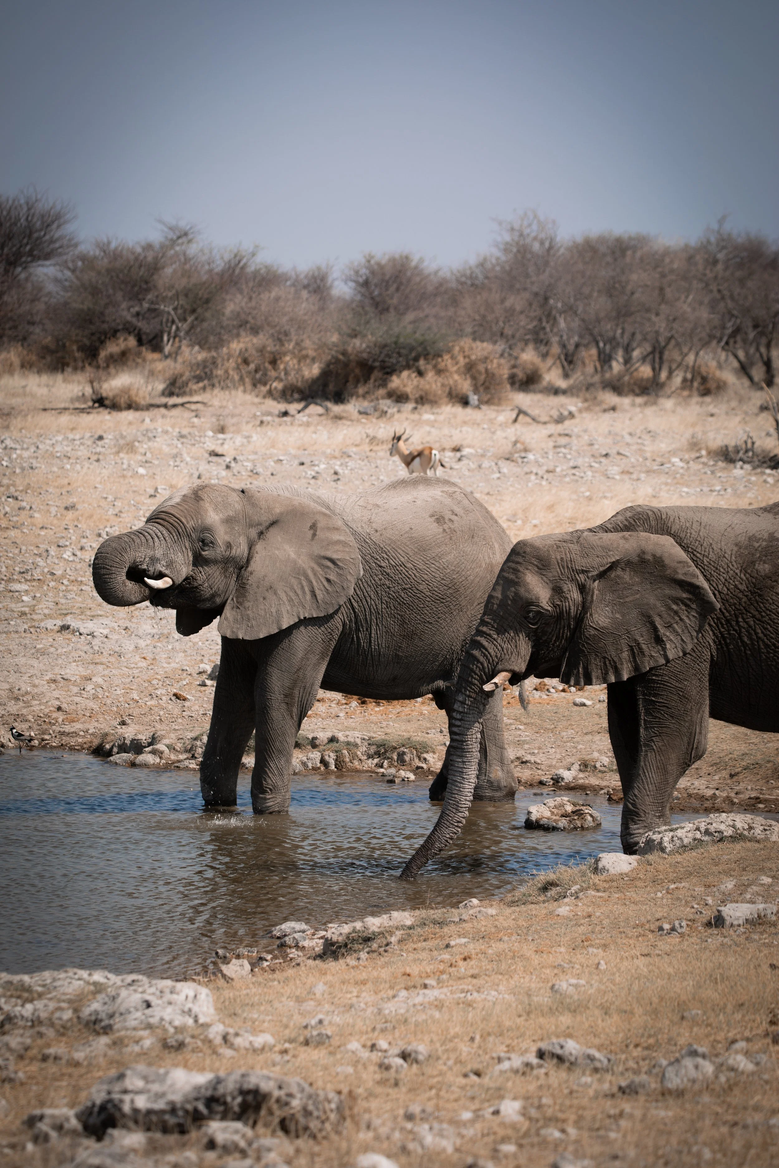 elephants_playing.jpg