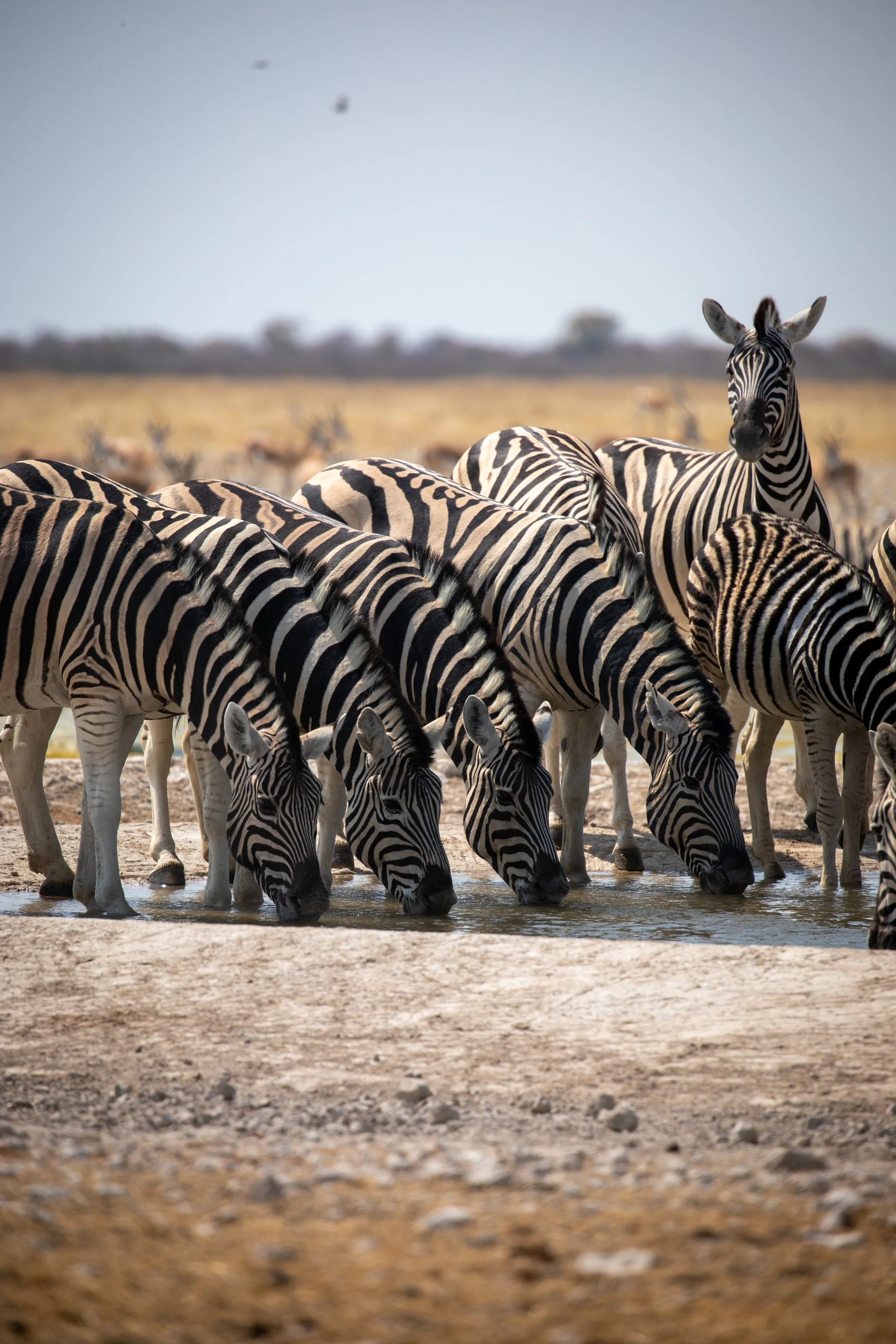 zebra_etosha.jpg