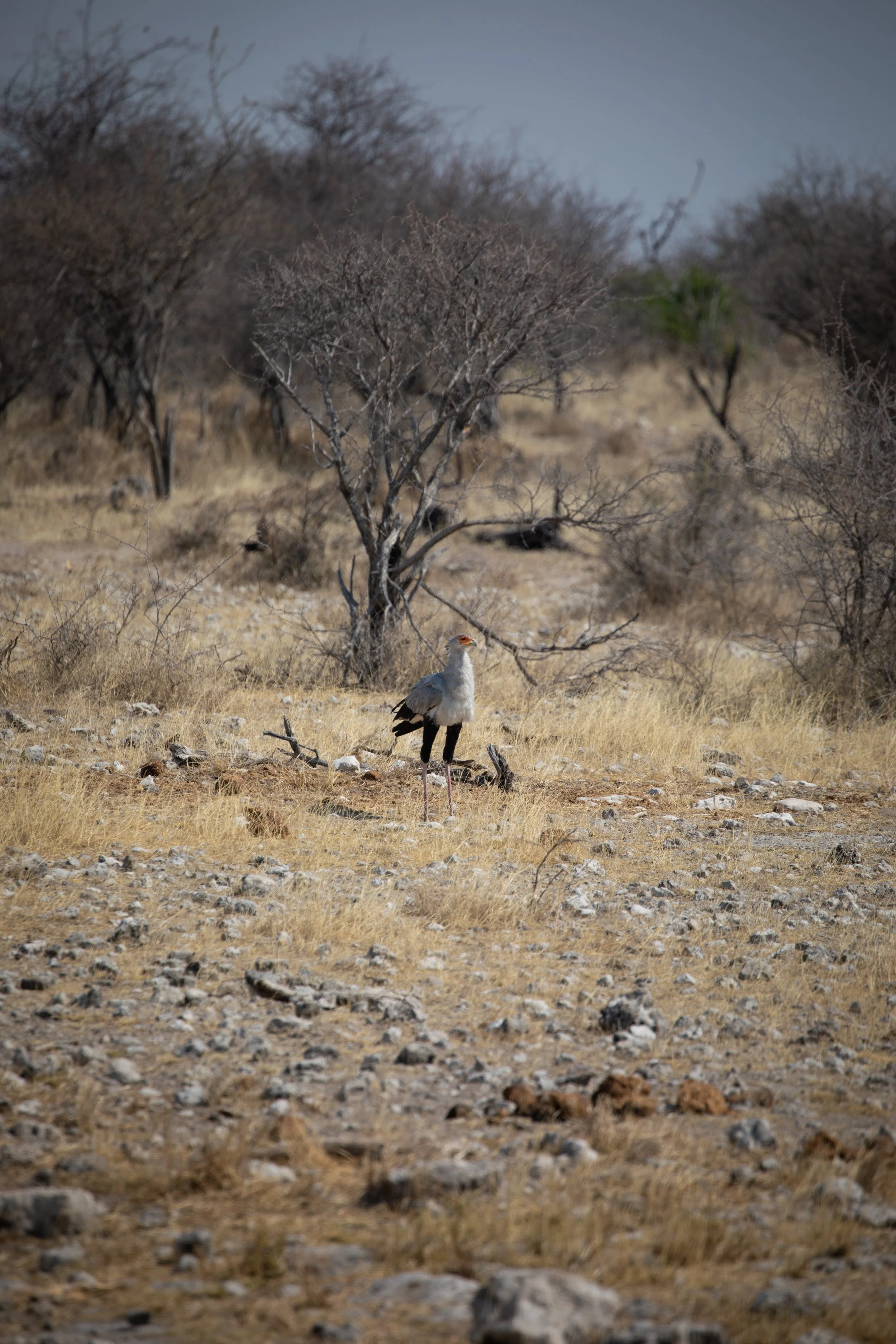 secretary_bird_etosha_np.jpg