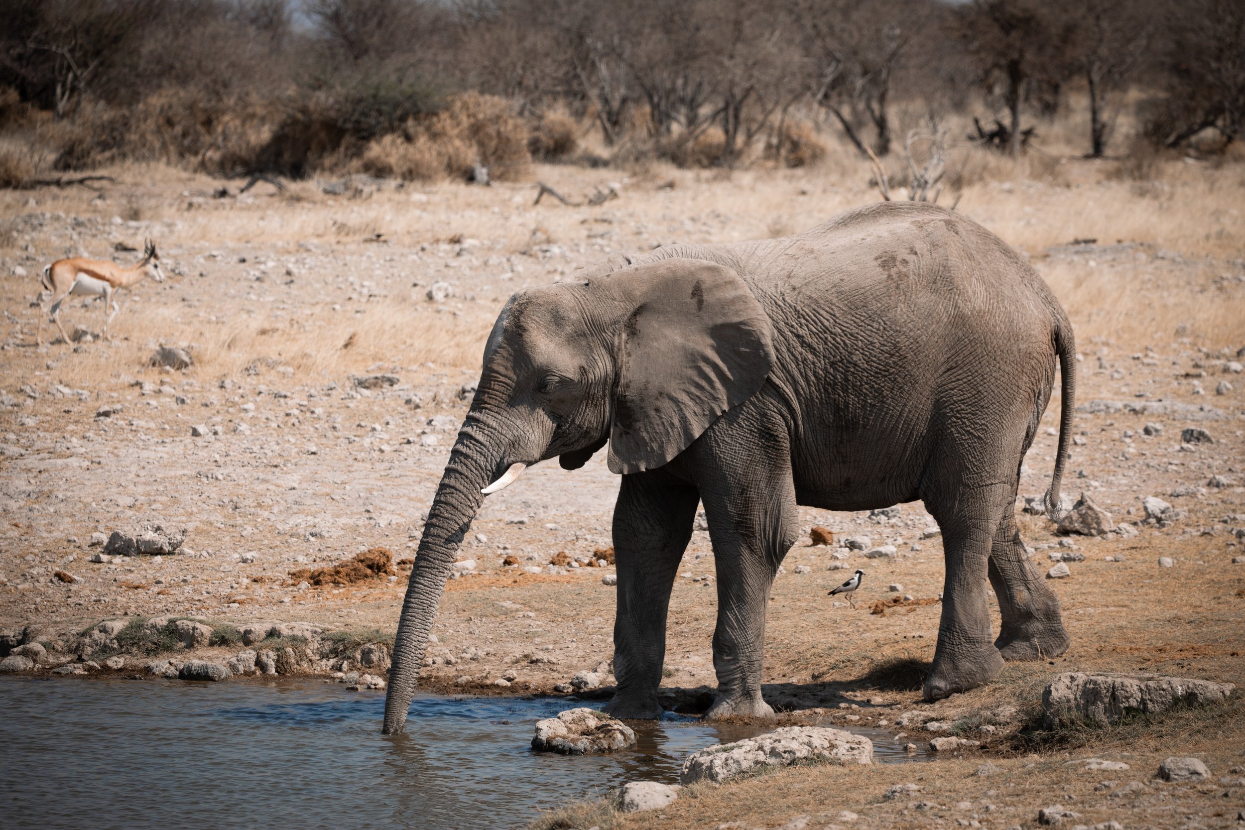 Map of Etosha National Park: Camps, Gates &amp; Waterholes