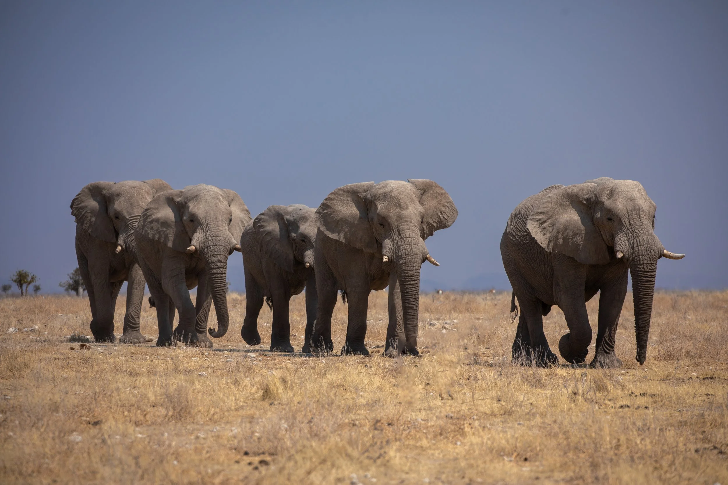 elephants-Etosha.jpg