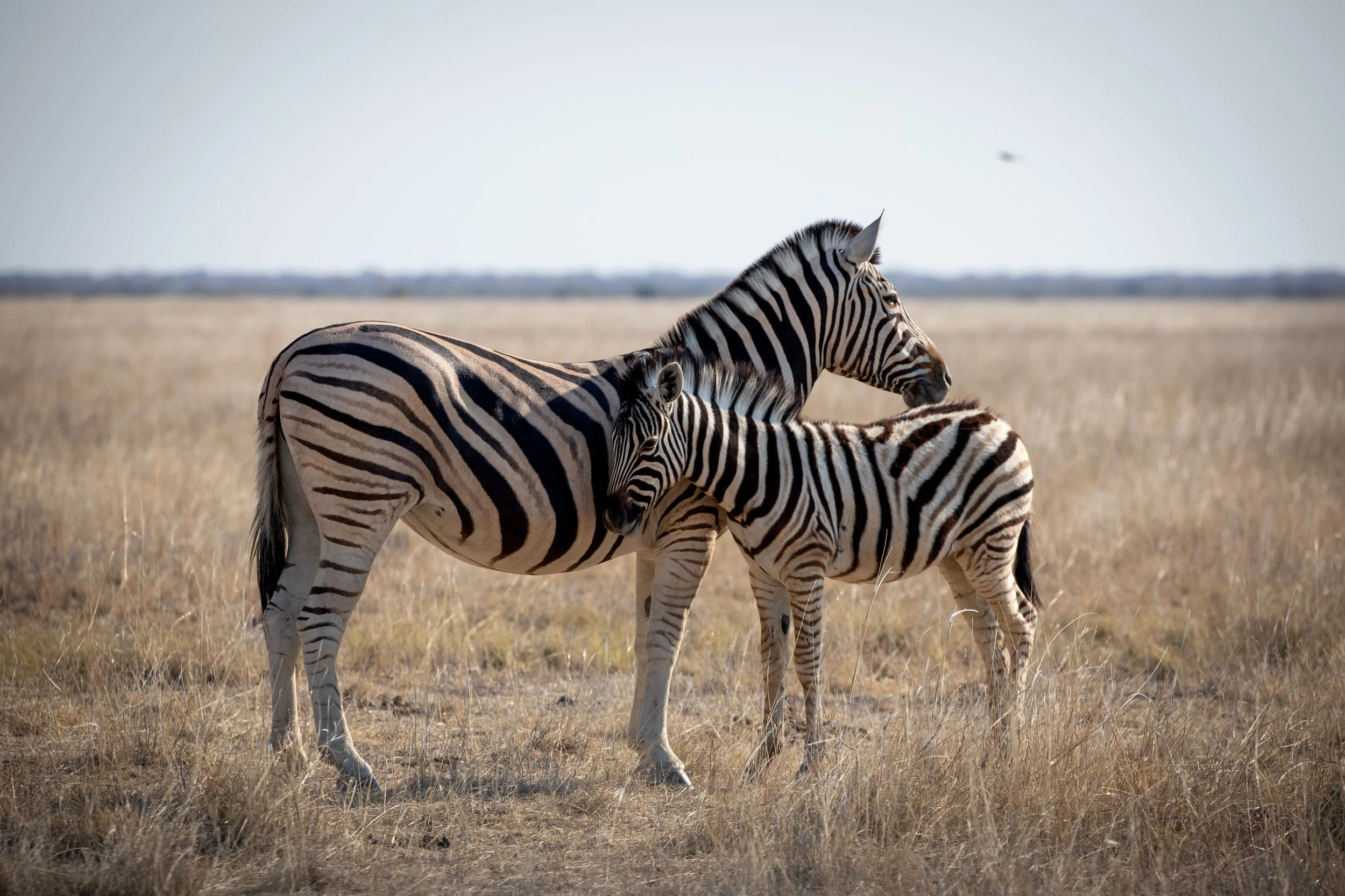 zebra_safari.jpg