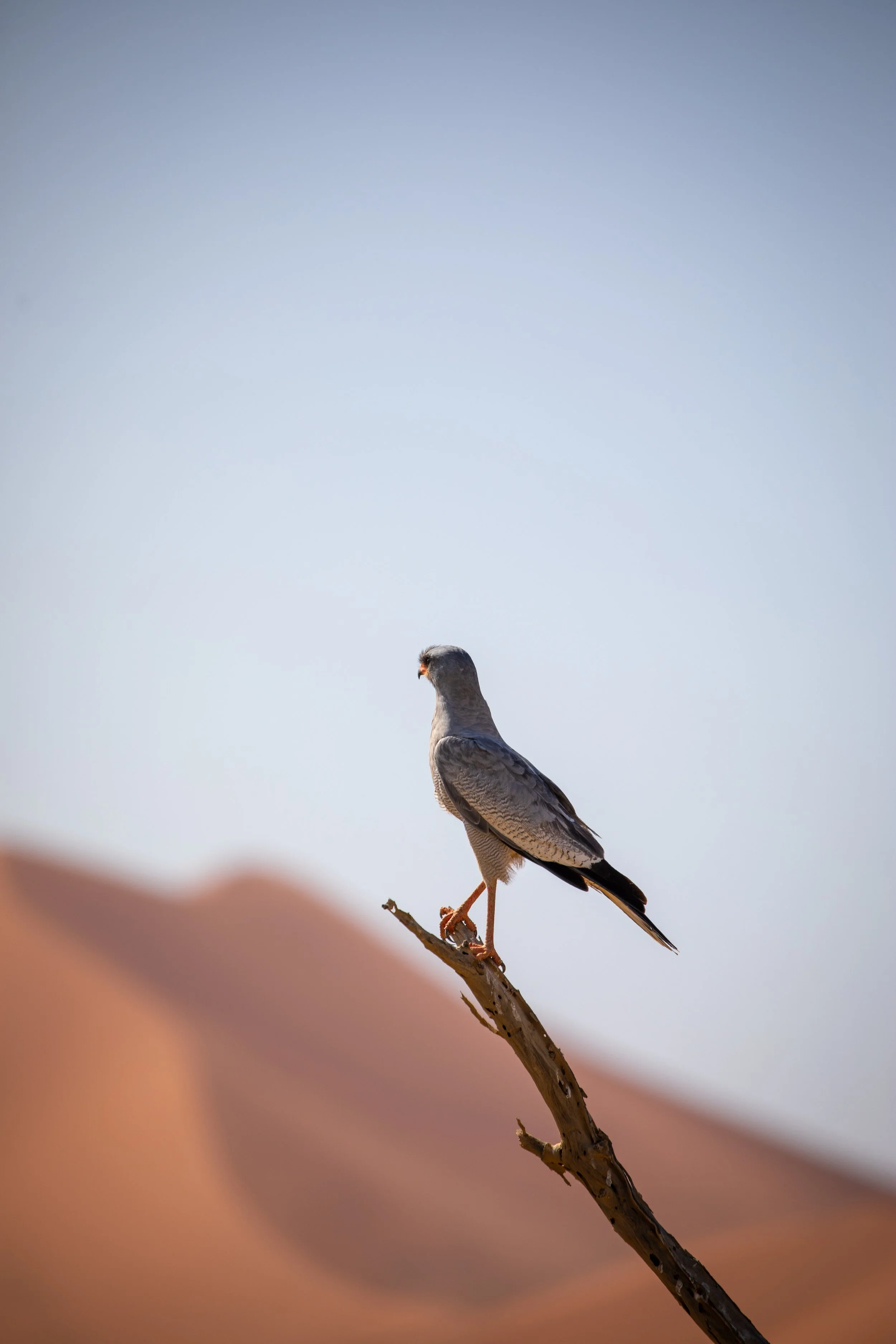 hawk_namib_desert.jpg