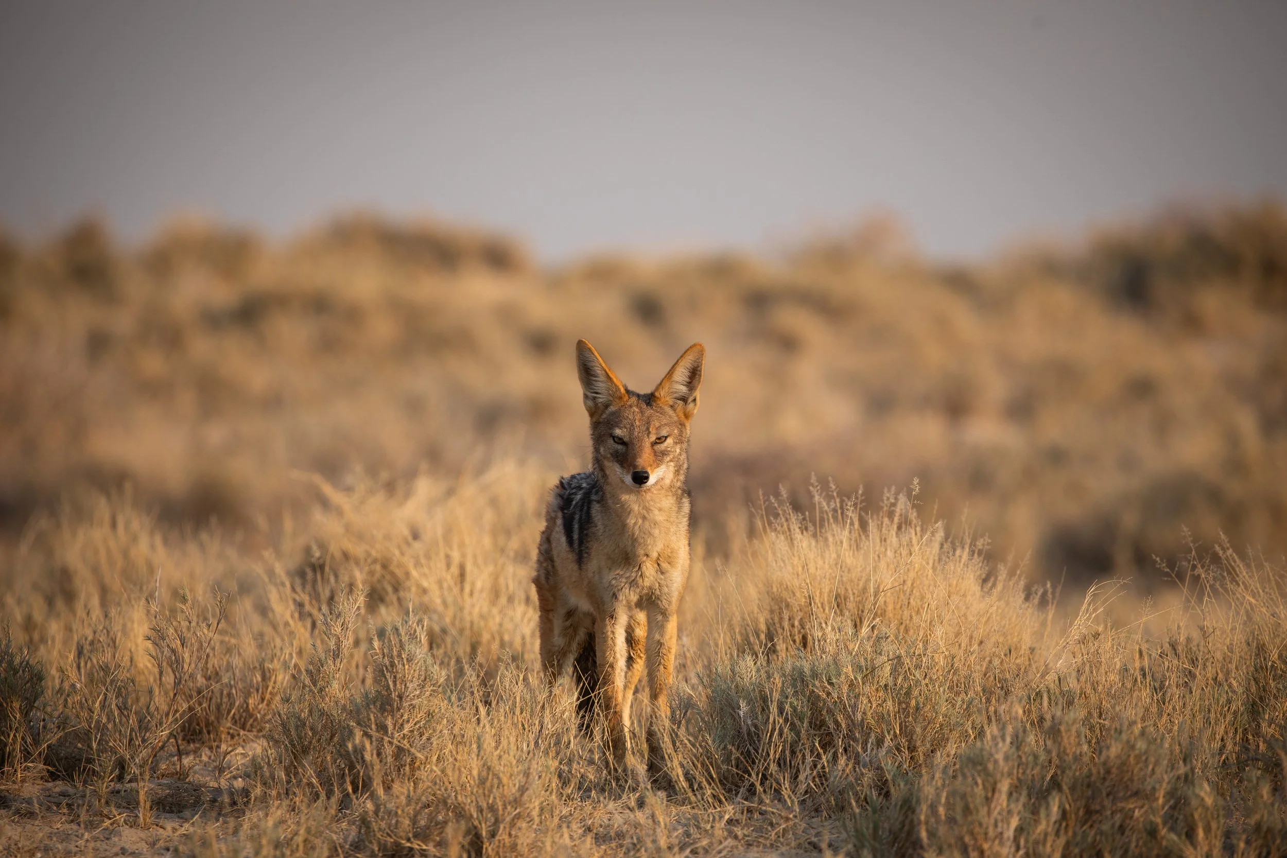 jackal_etosha.jpg
