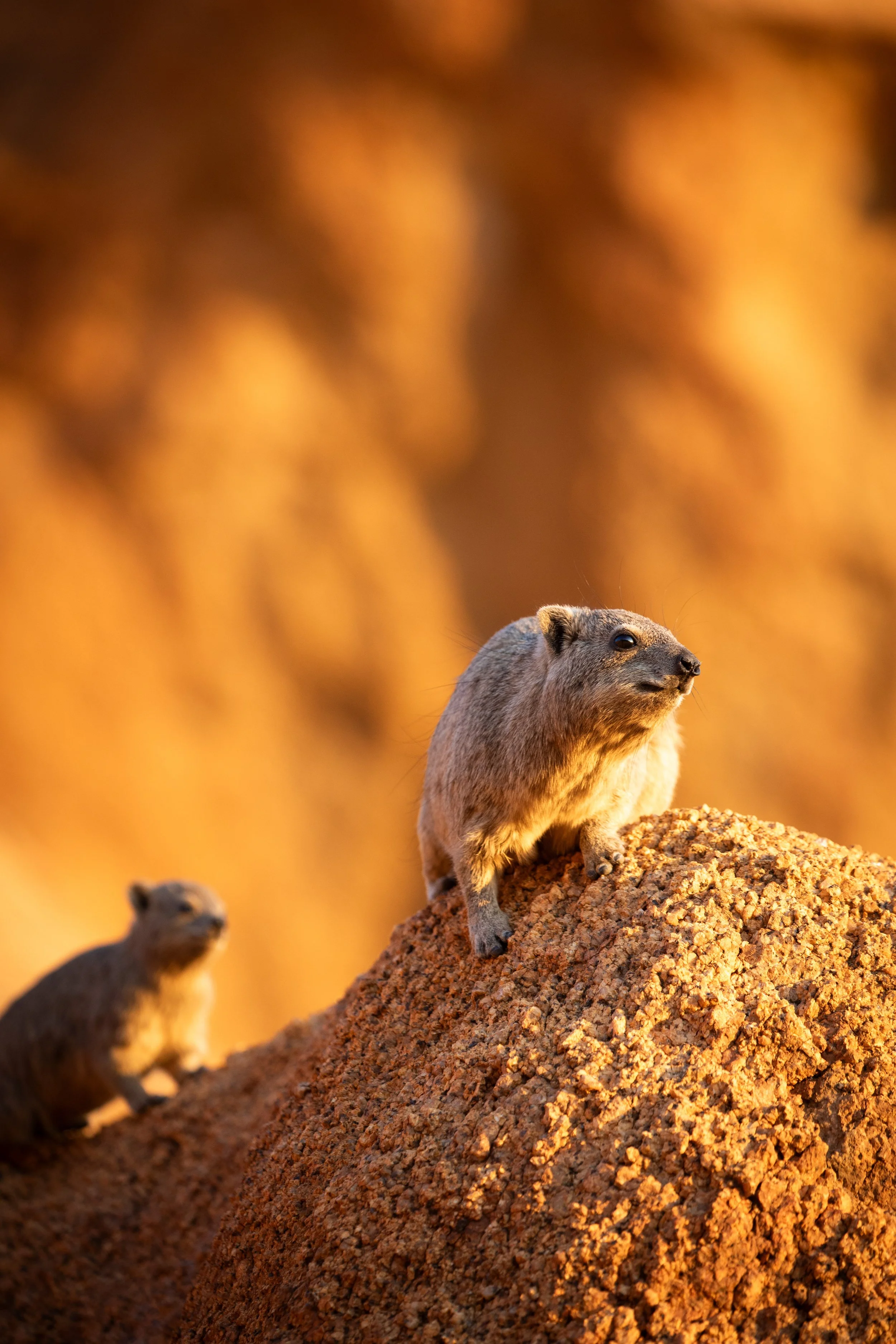 dassie_spitzkoppe.JPG