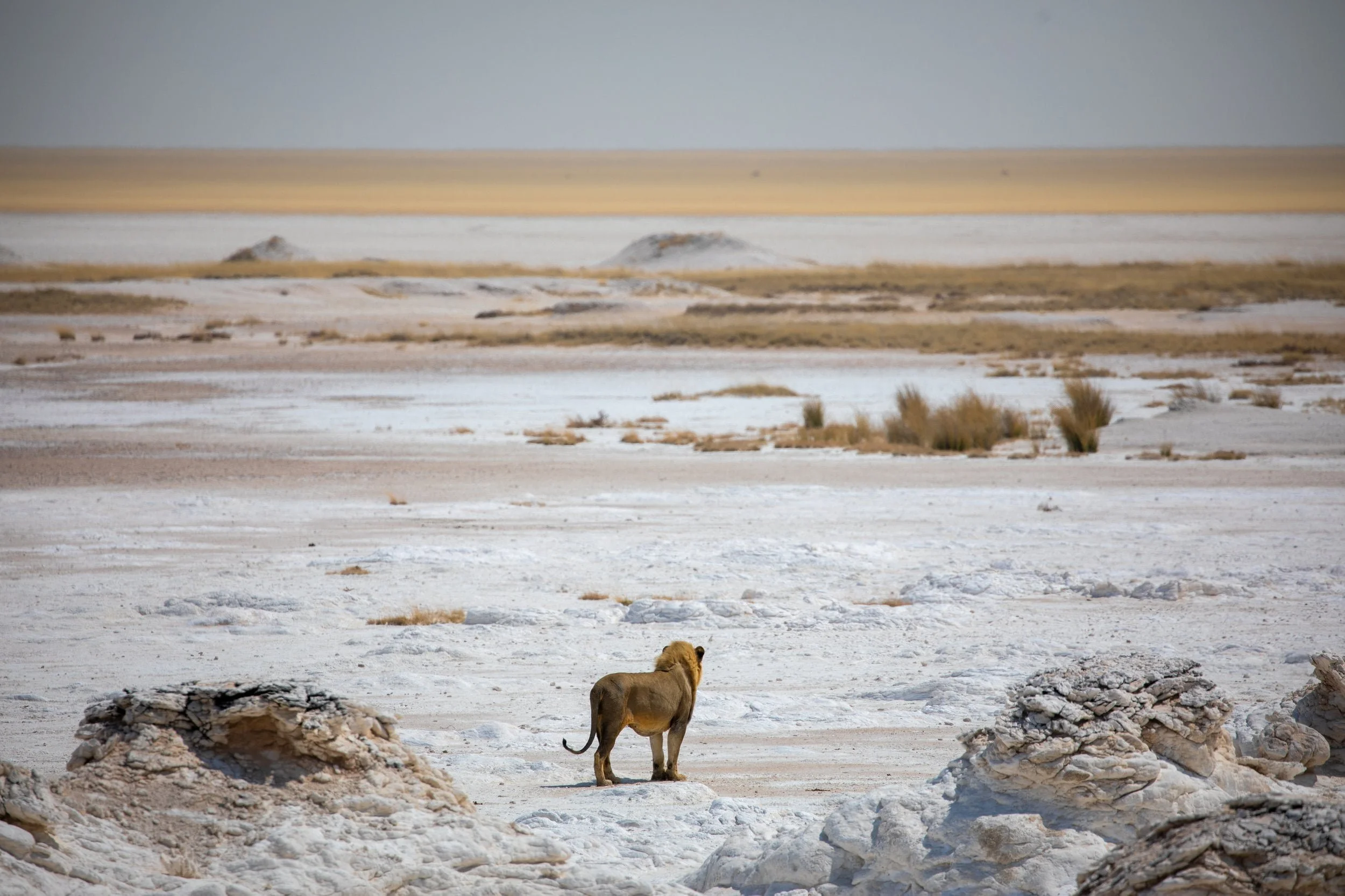 Namibia Safari: Complete Etosha National Park Travel Guide