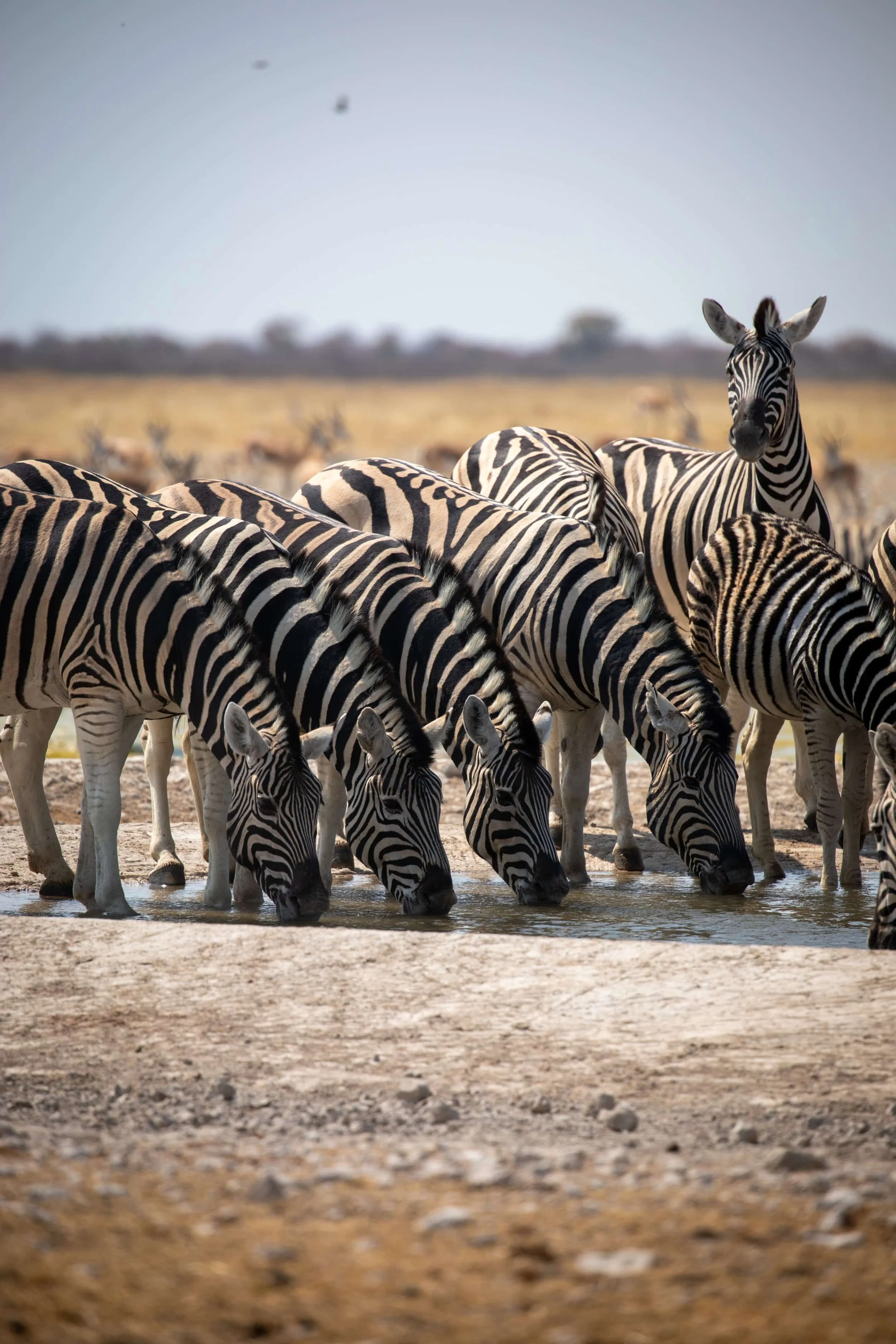 zebra_etosha_compressed.jpg