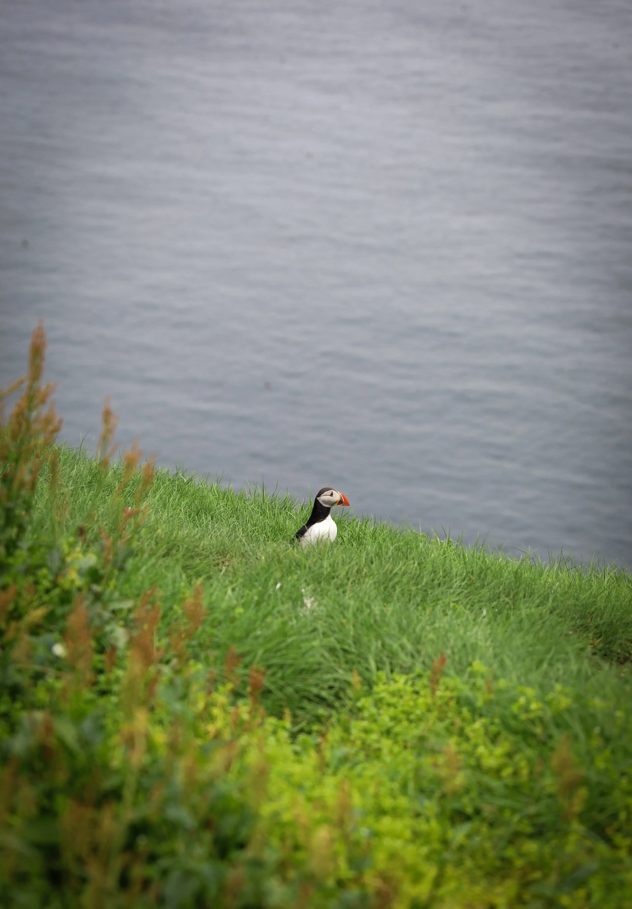 puffin_mykines_faroeislands_compressed.jpg