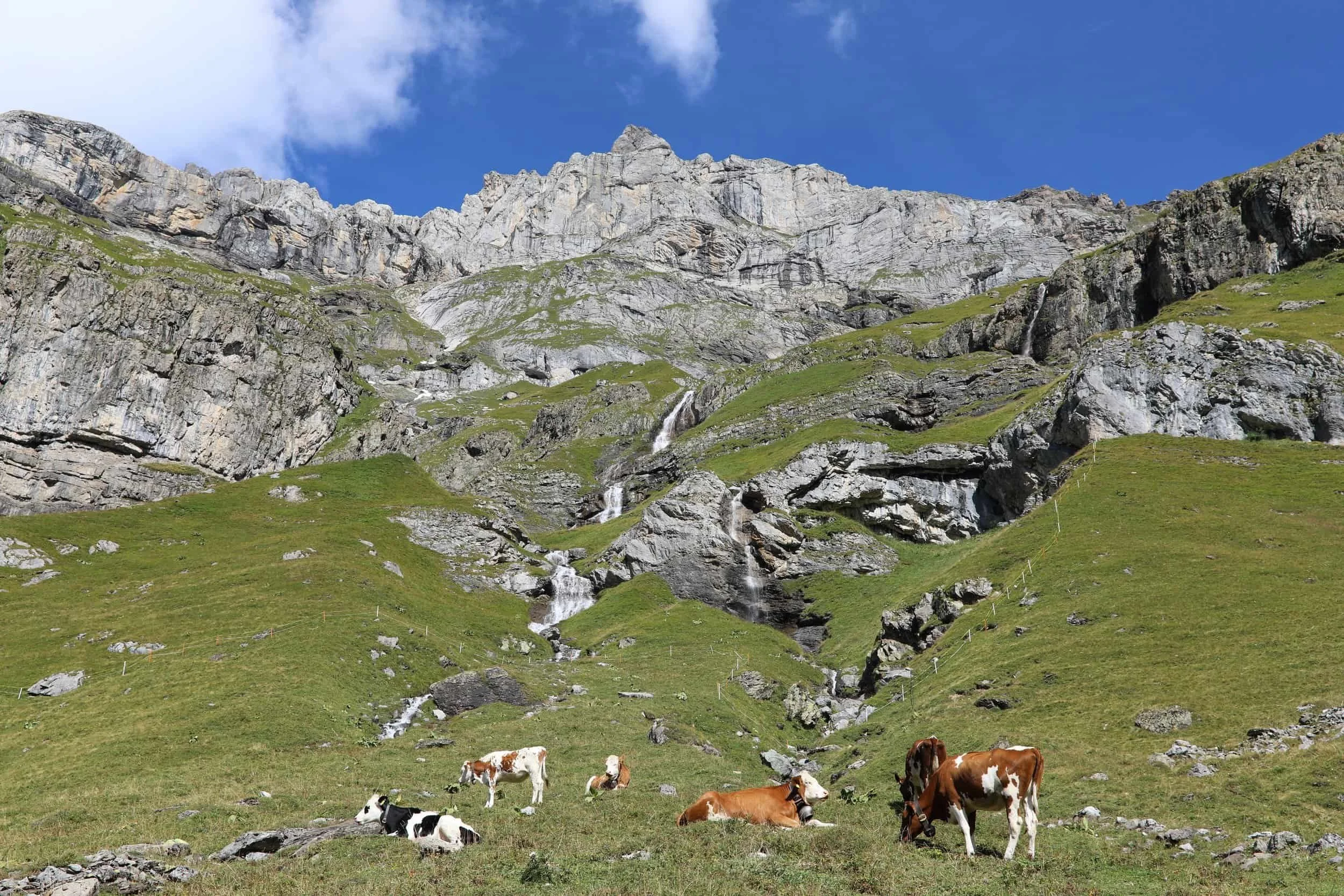 cows_grazing_swiss_alps_compressed.jpg
