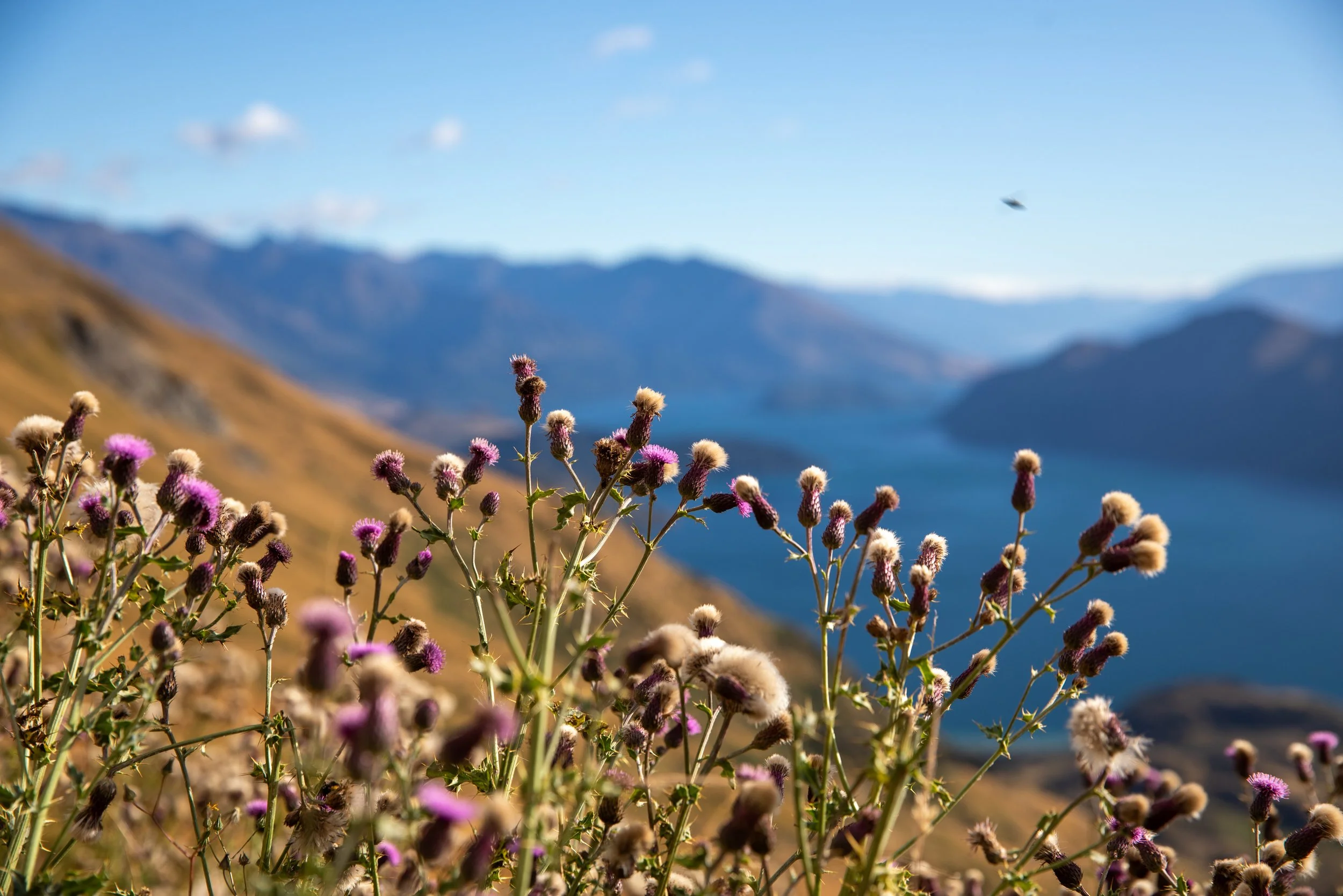 roys_peak_flowers.jpg