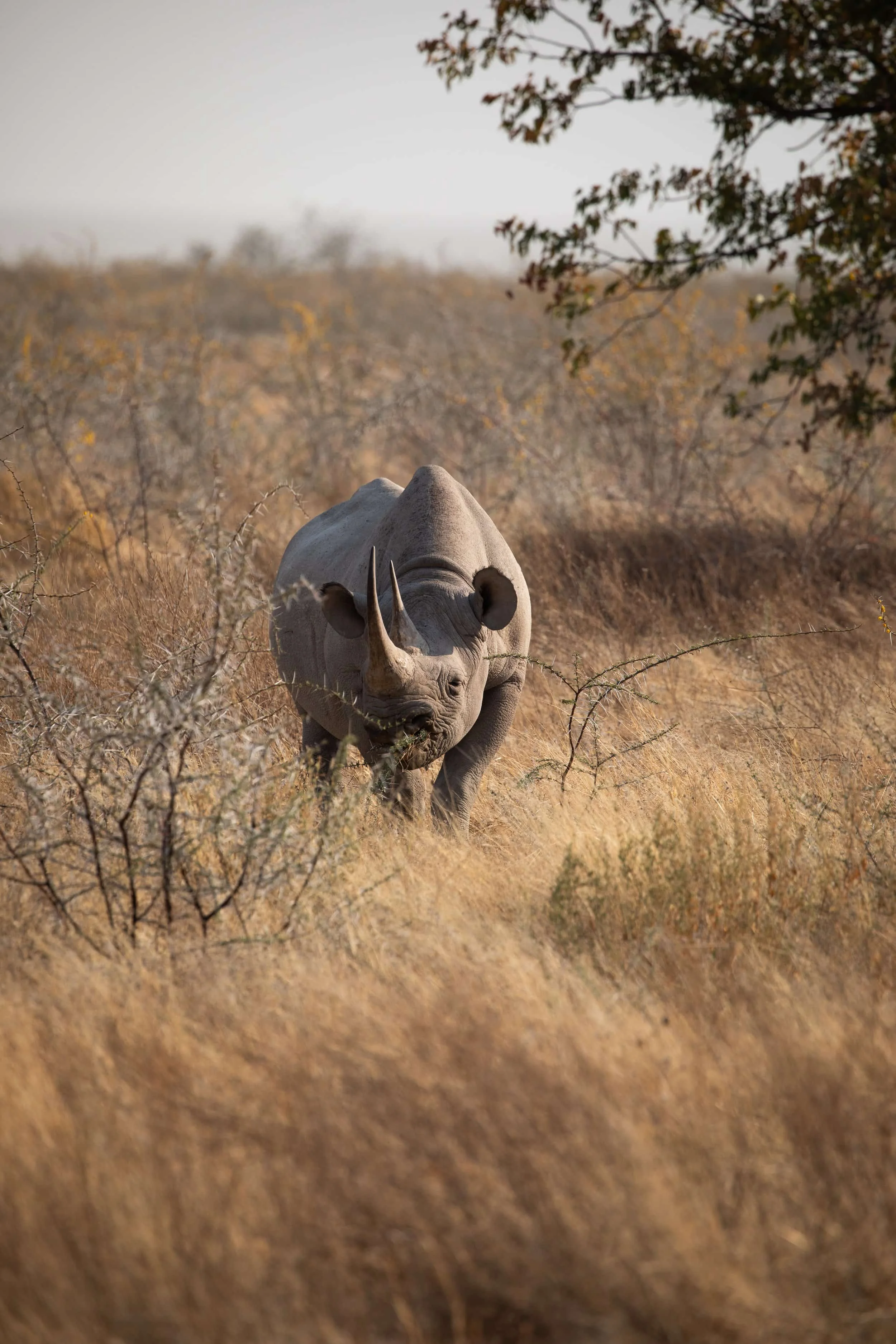 Black Rhino Etosha National Park Namibia Safari