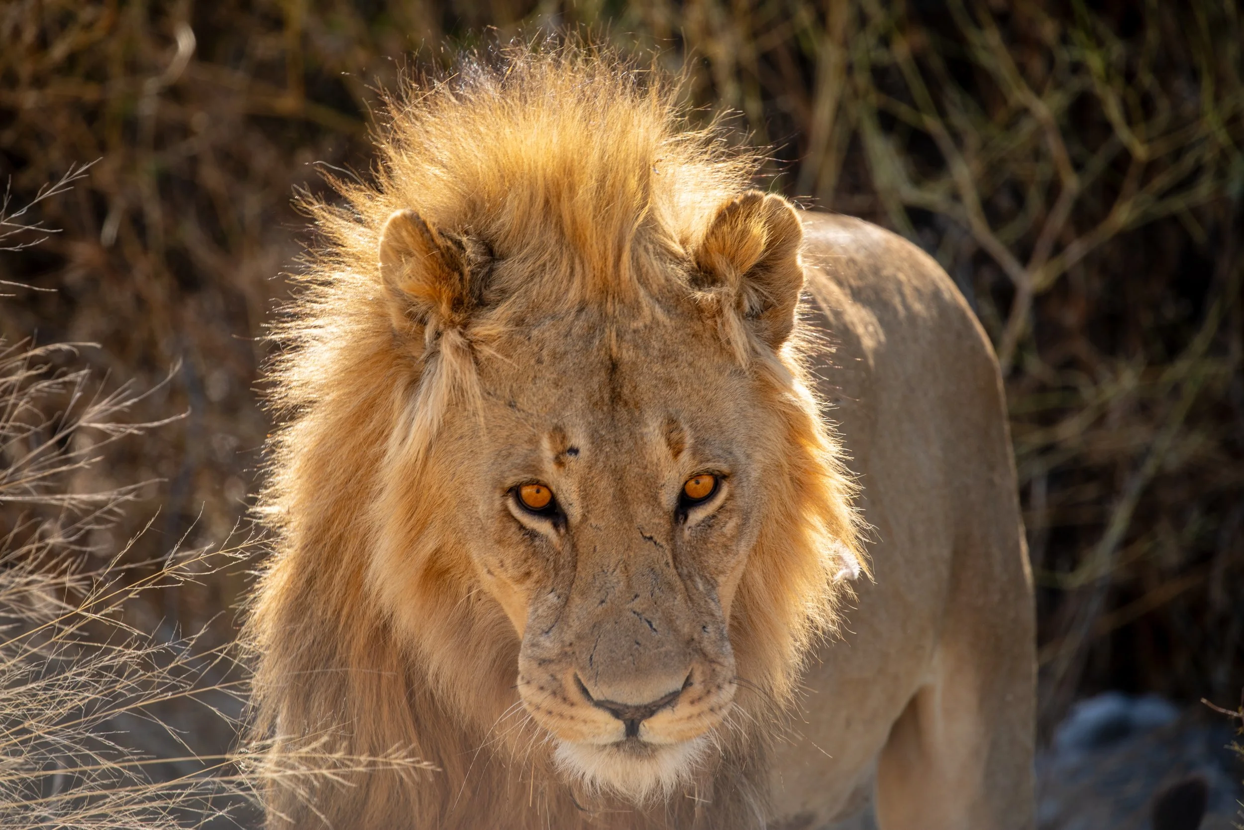 lion in Etosha national park