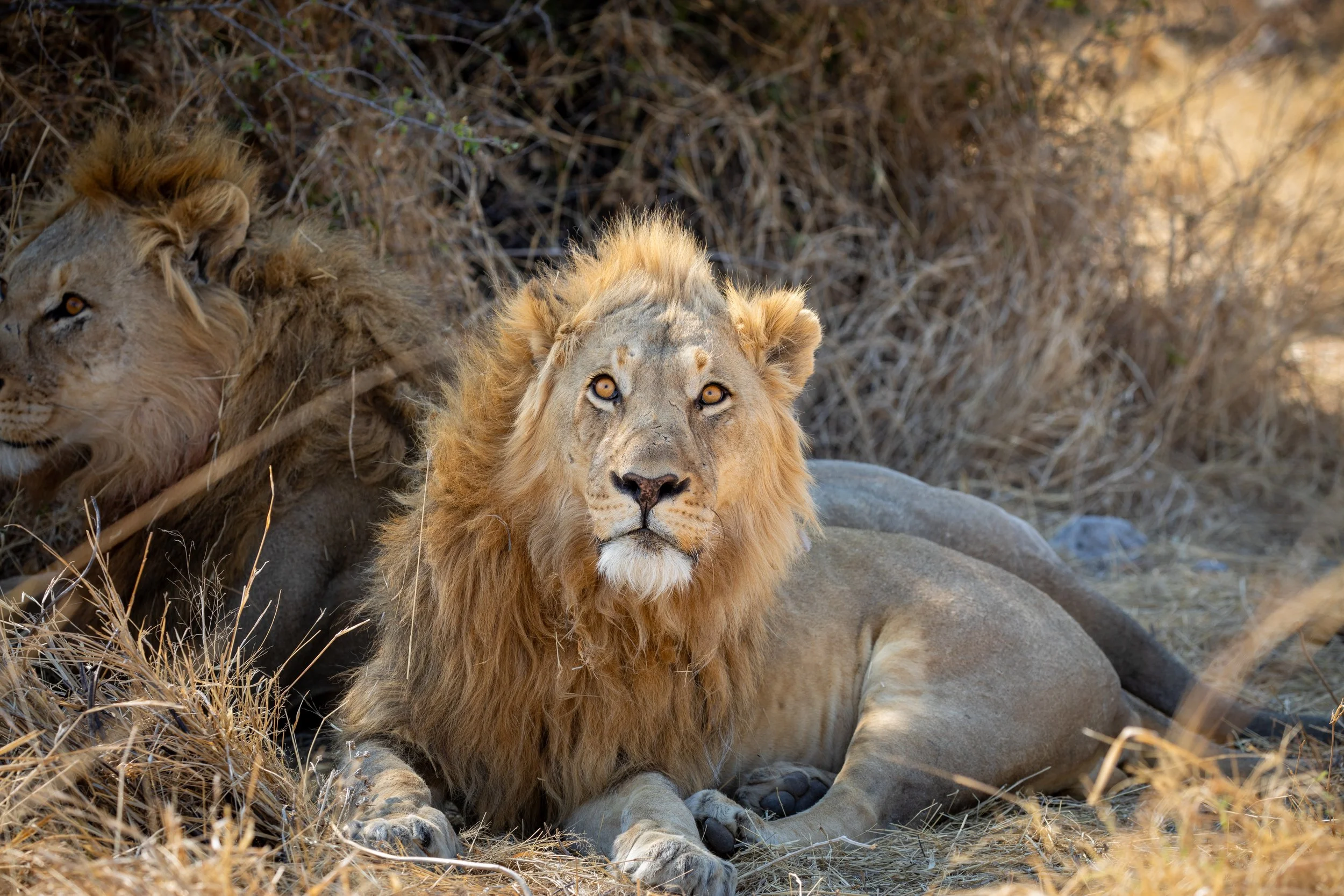 Lion Etosha National Park