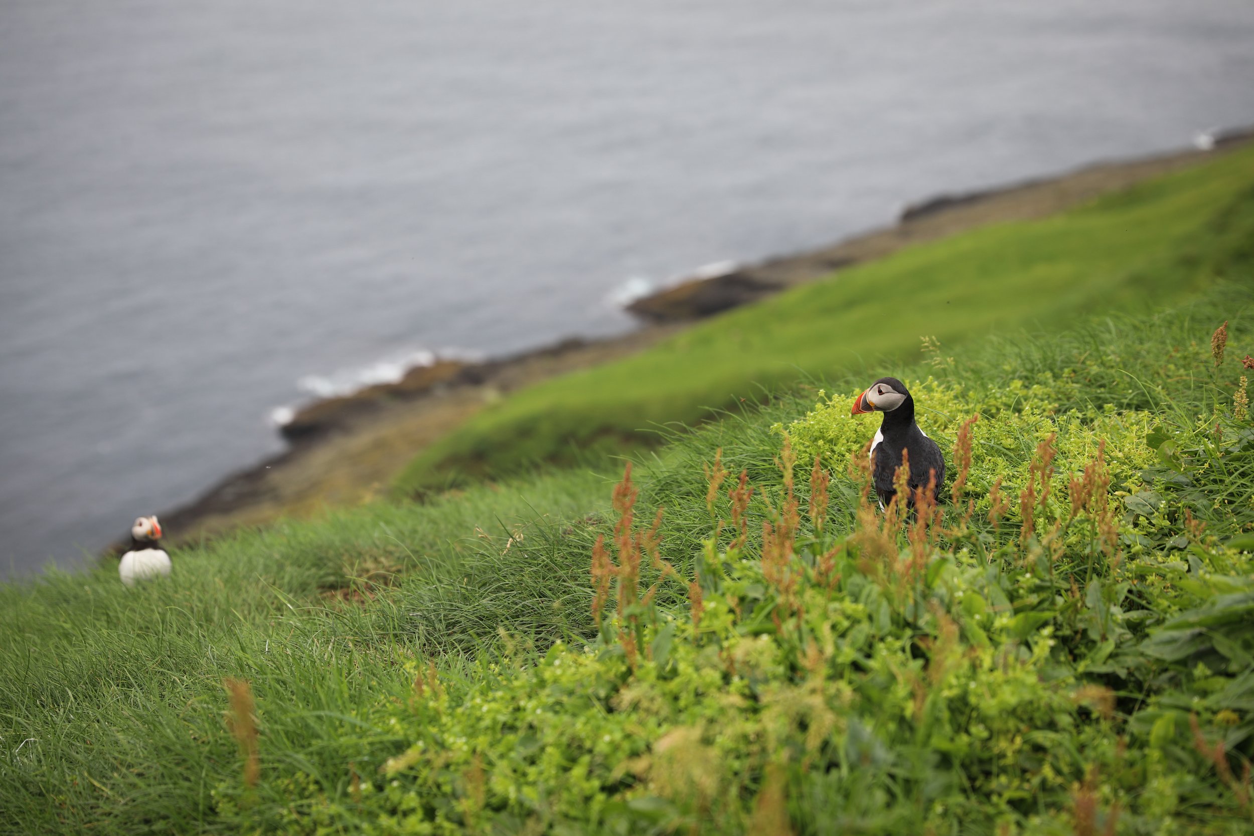 puffins on mykines in the faroe islands