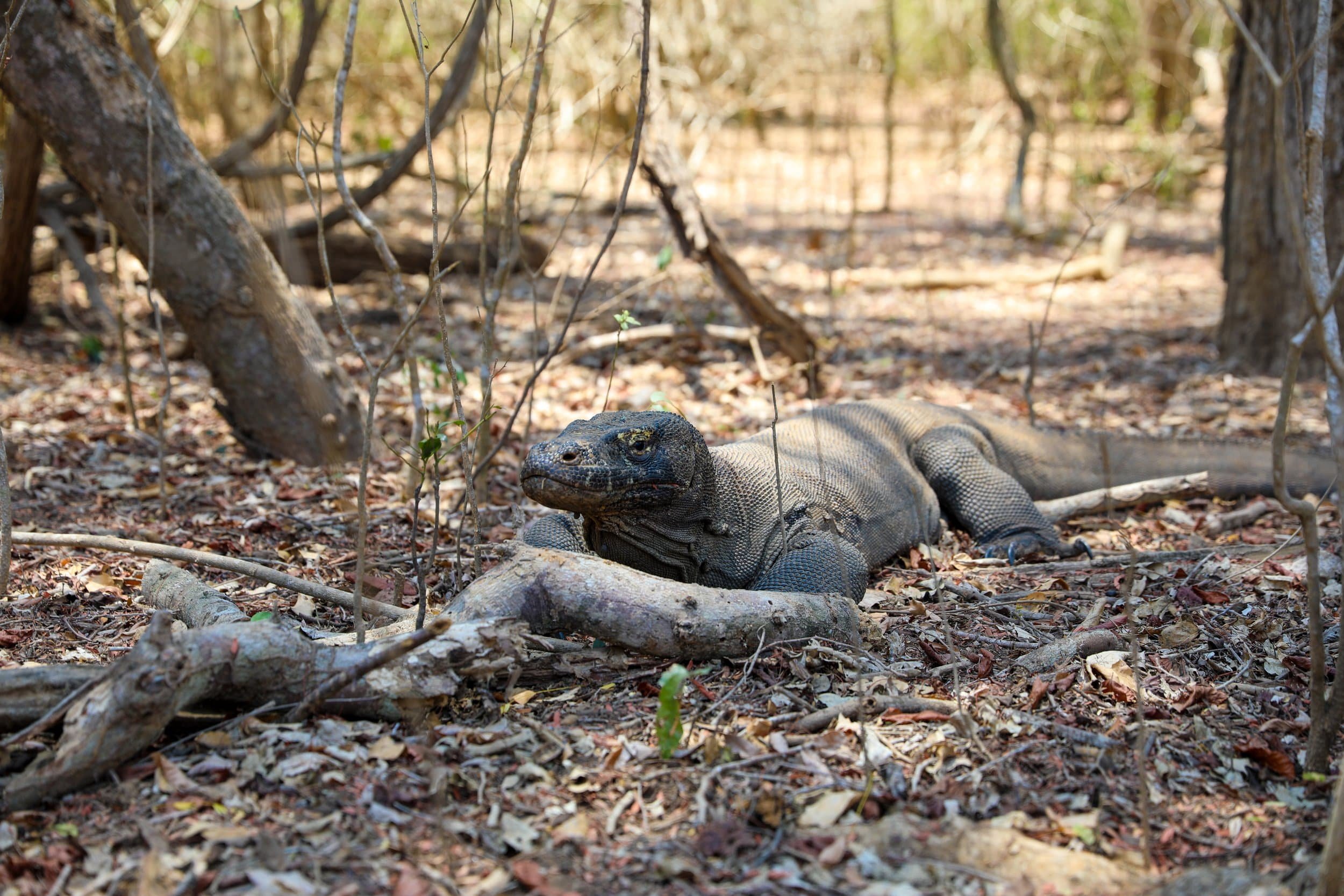 komodo islands boat tour