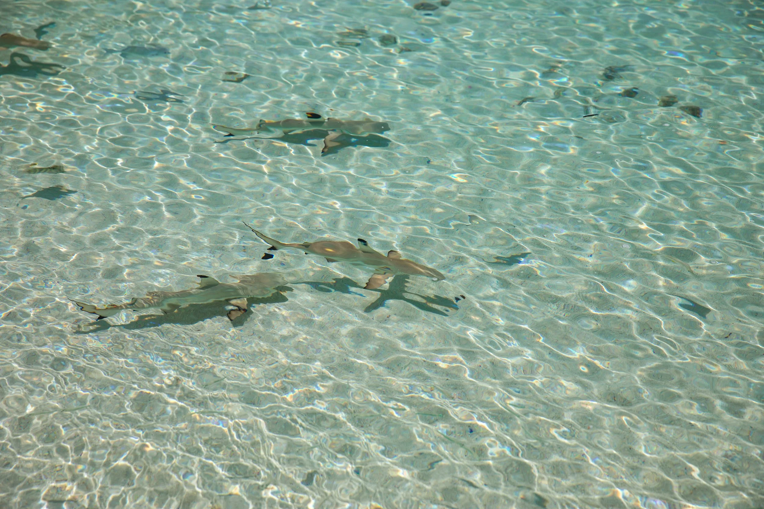 kalig beach raja ampat misool