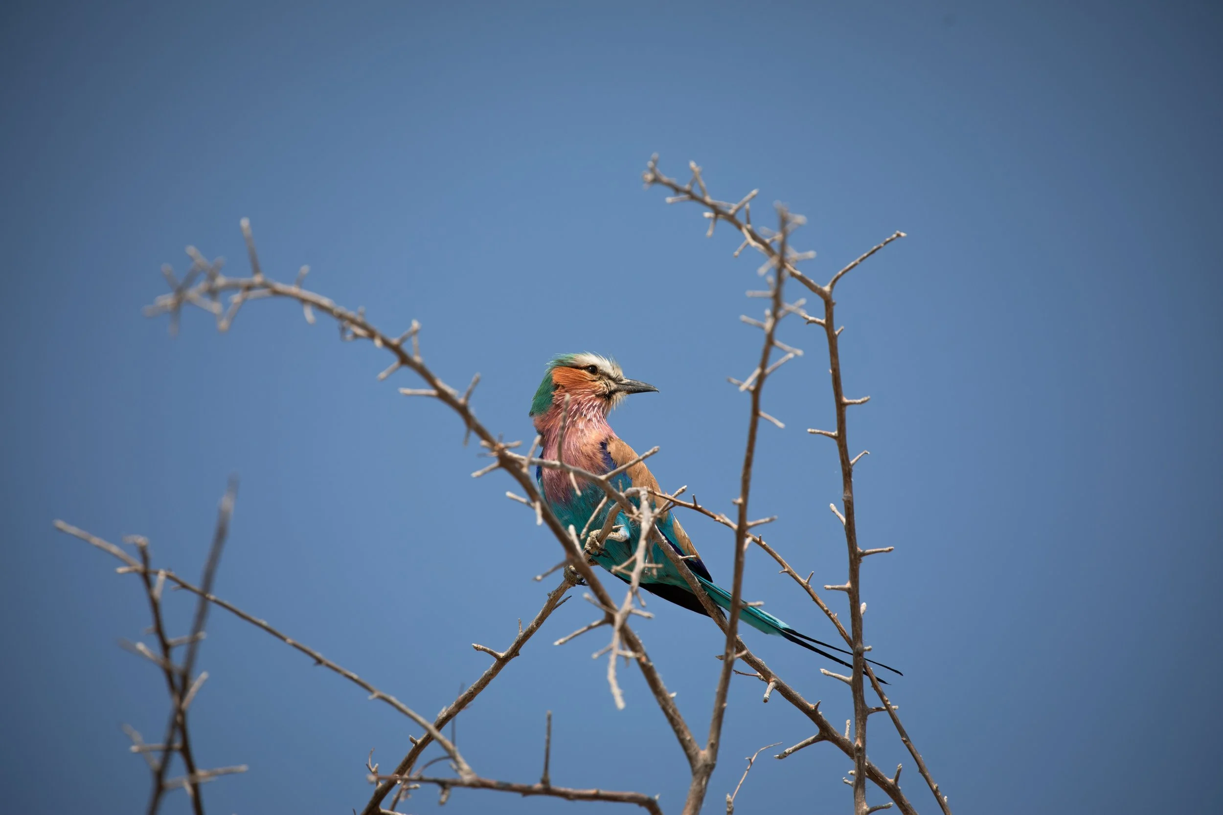bird in etosha national park