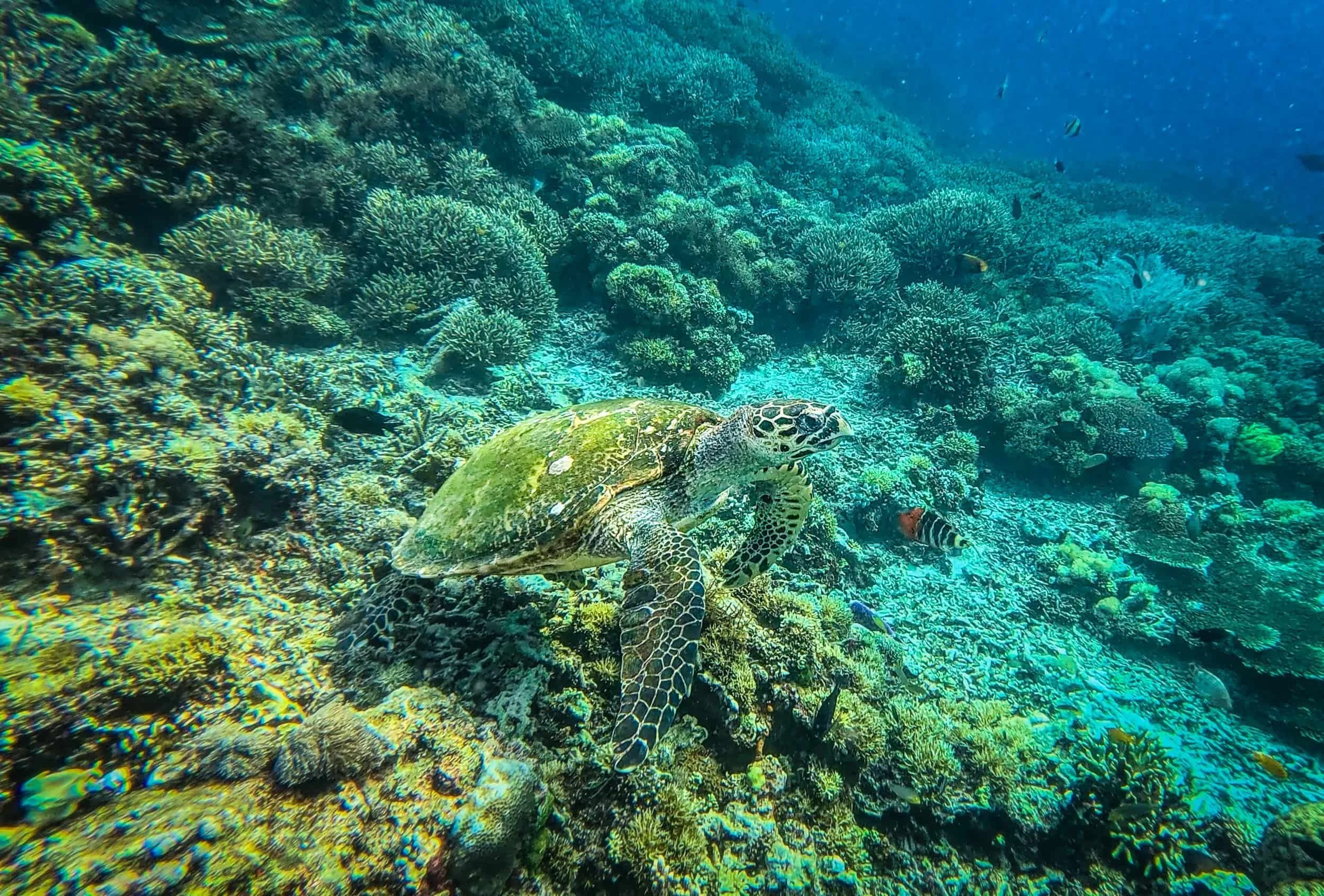 turtle pink beach padar island komodo islands