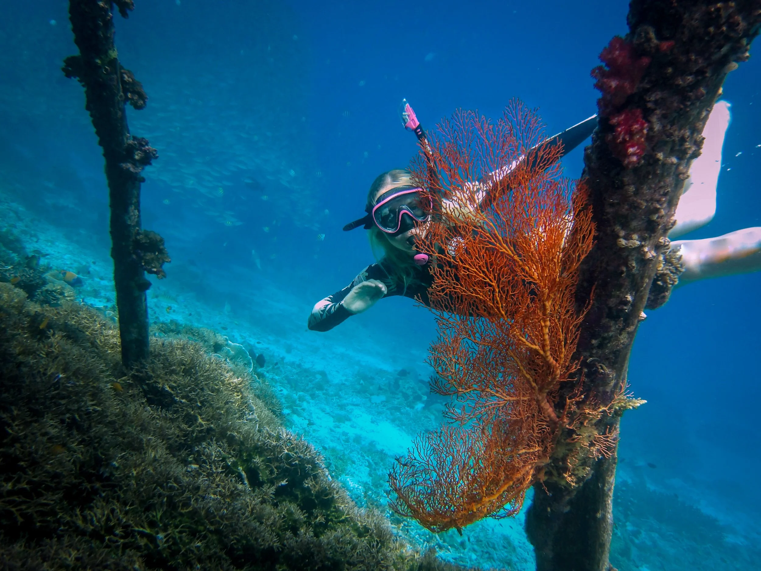 sea fan misool raja ampat