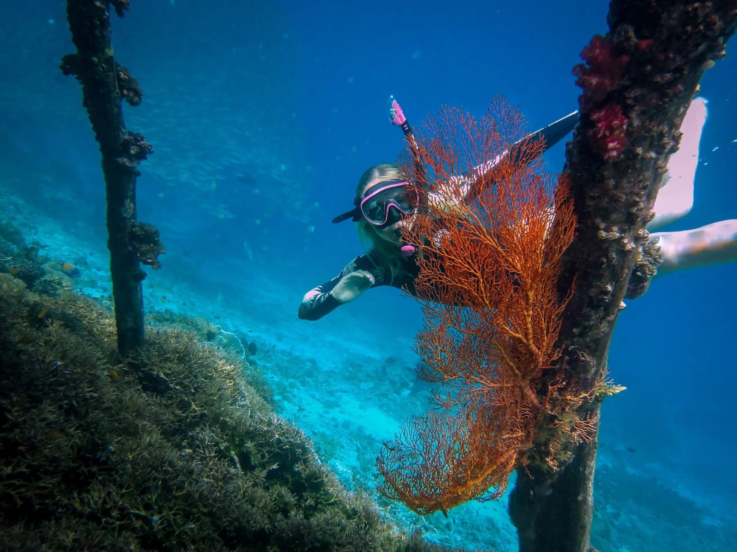 snorkeling misool raja ampat