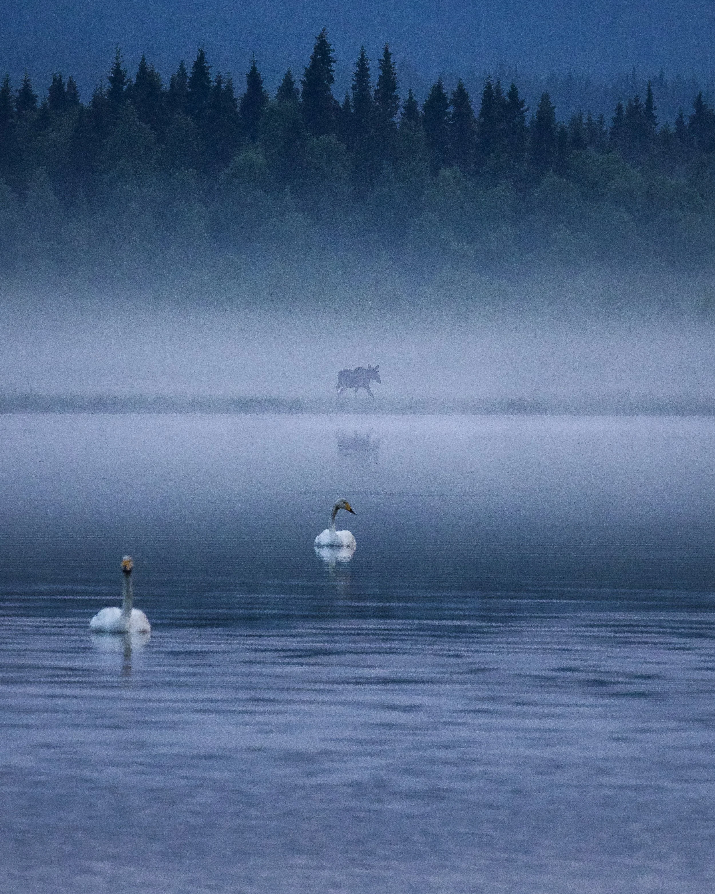 MOOSESWAN3.jpg