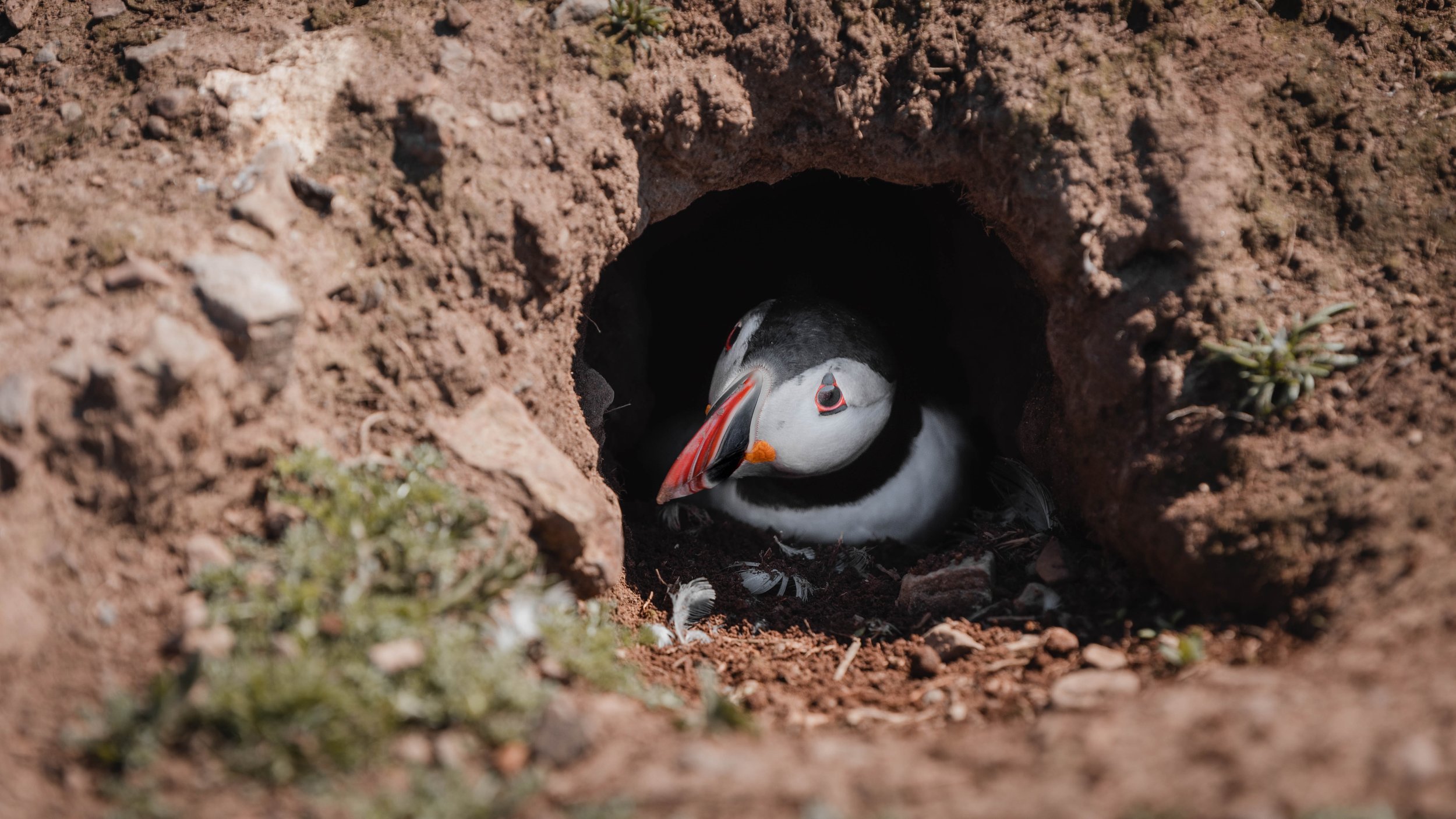 SKOMER_2 (12 of 13).jpg