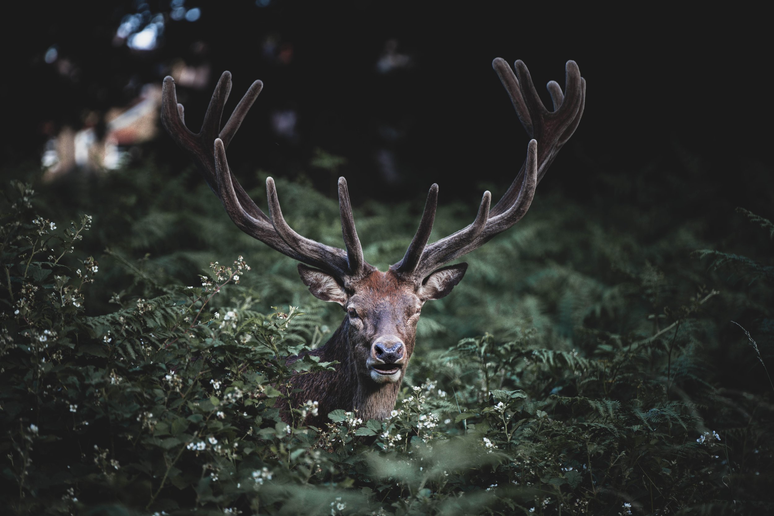 deer_richmond_3-2.jpg