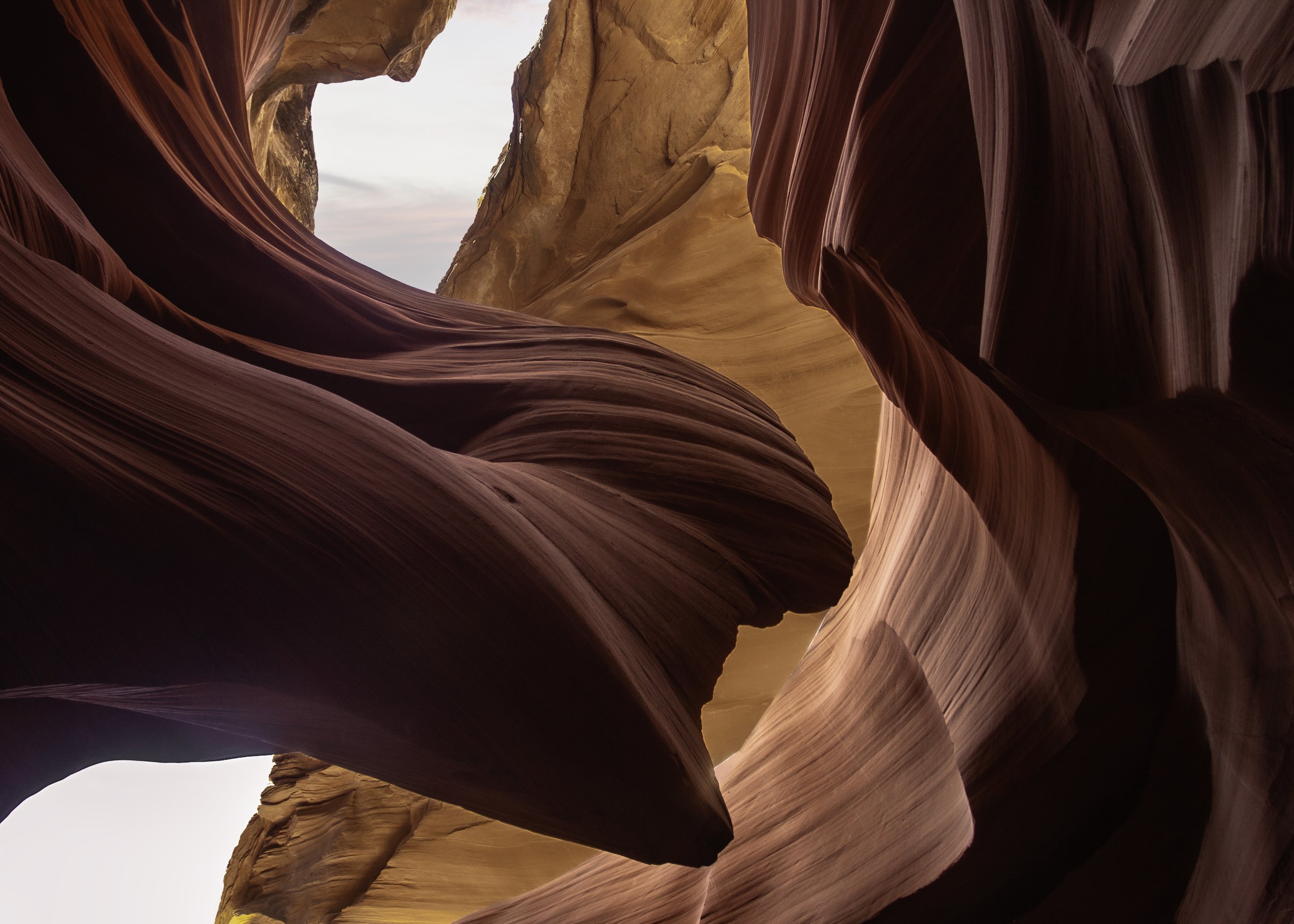 antelope_2021.jpg