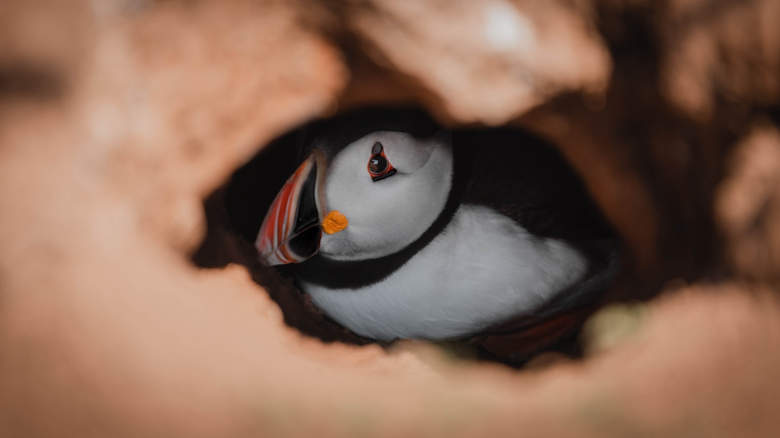 SKOMER_2 (8 of 13).jpg