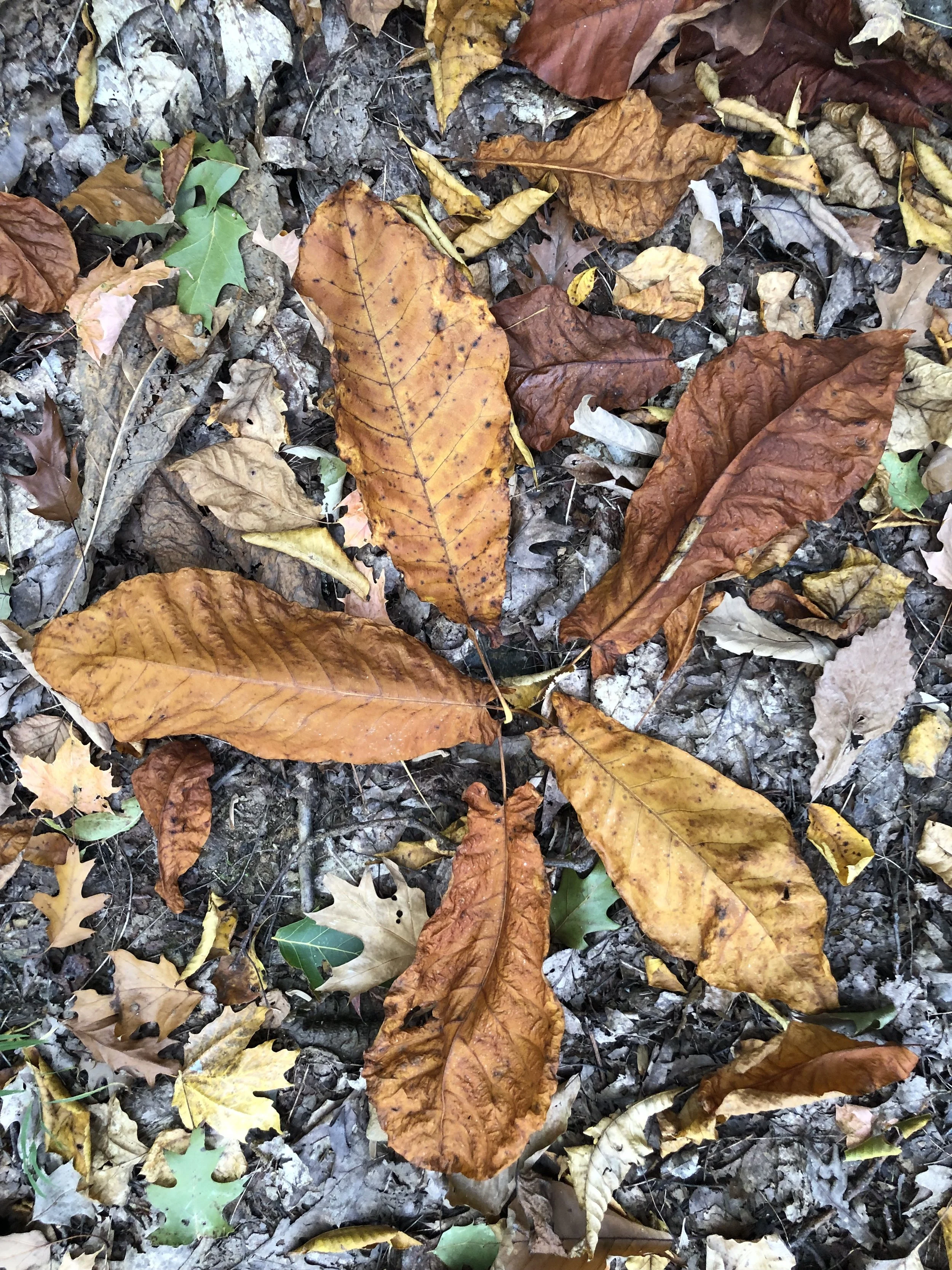 Dance Theater Lab: The Force That Through the Green Fuse Drives the Flower  -Dylan Thomas