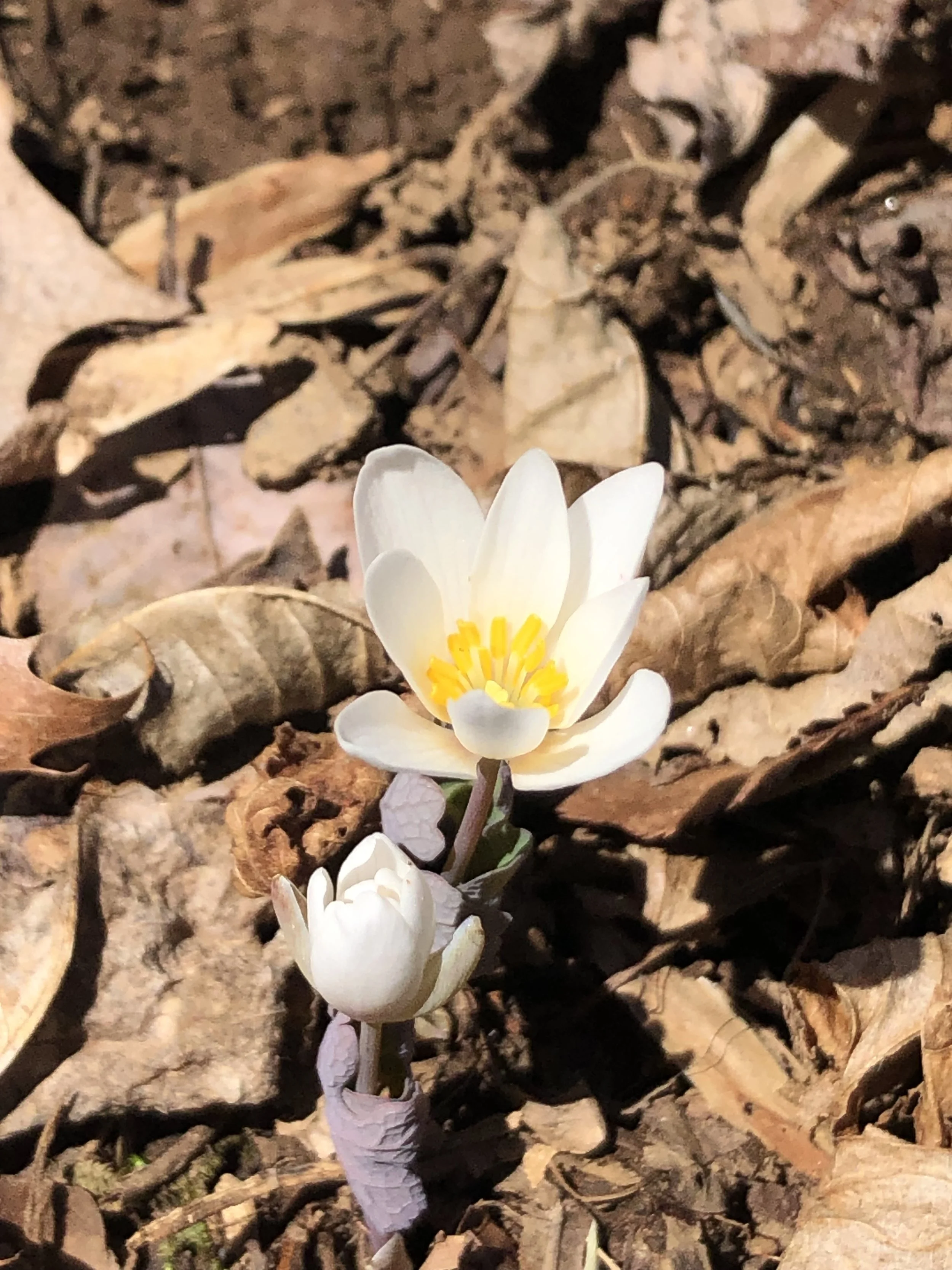 Sing From Soil: Spring Ephemeral Wildflower Season