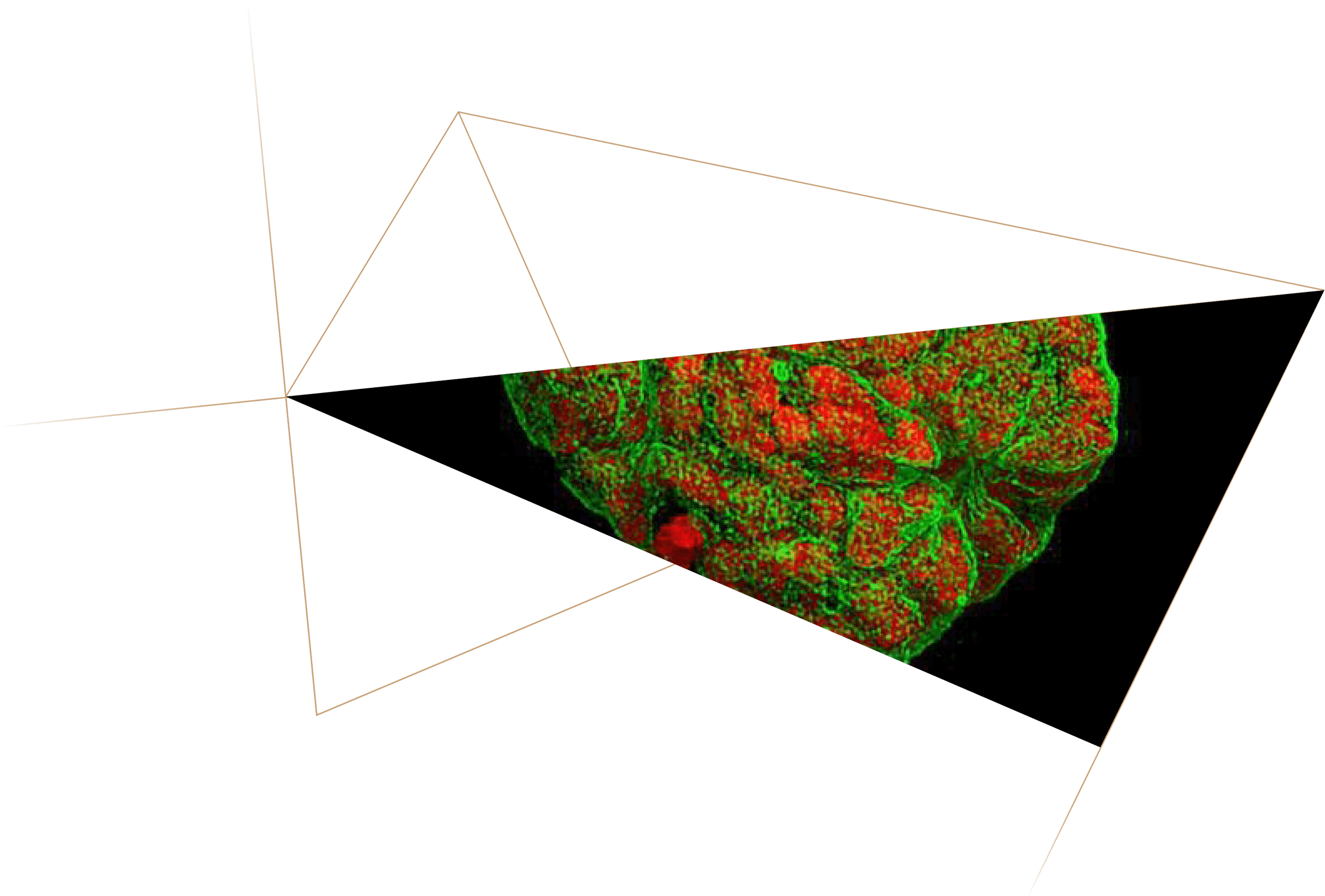 3D visual representation of a biological sample with red and green fluorescent markers, displayed within a tetrahedral frame.