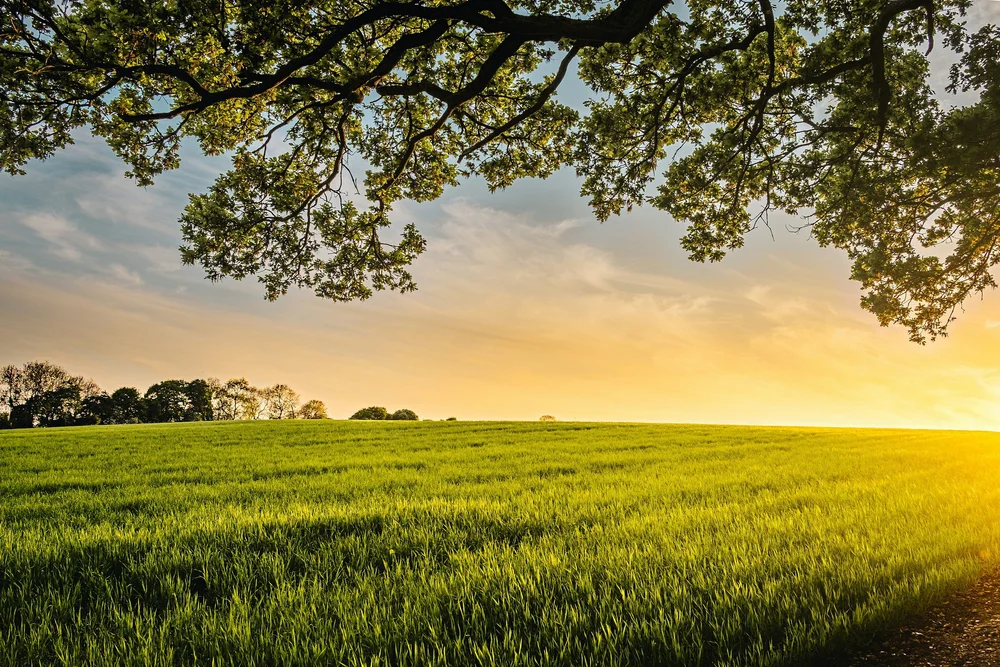 A green field and a tree at sunset
