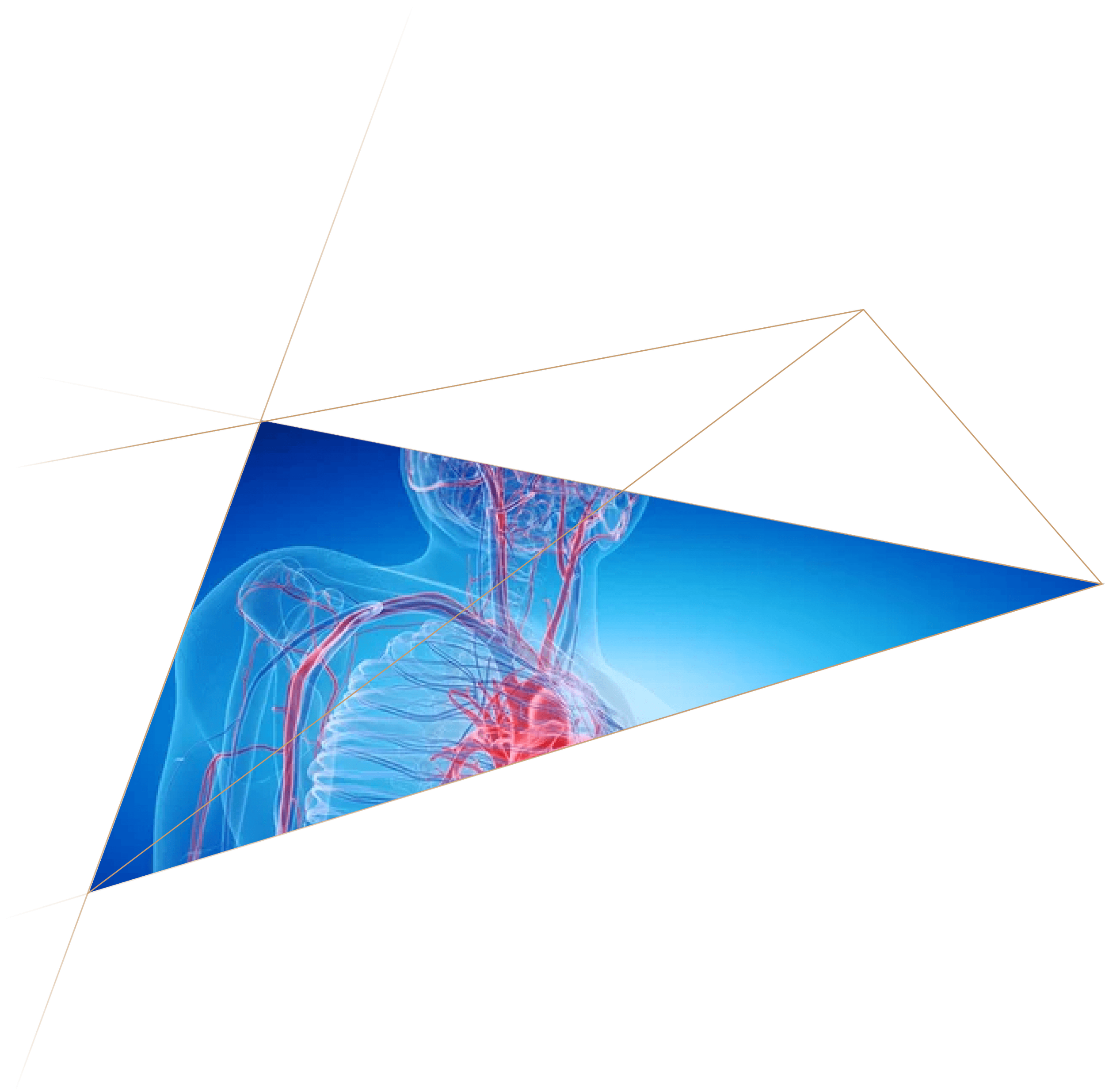 Animated scientific illustration showing human circulatory system with a focus on the heart, vessels, and blood flow against a blue background.