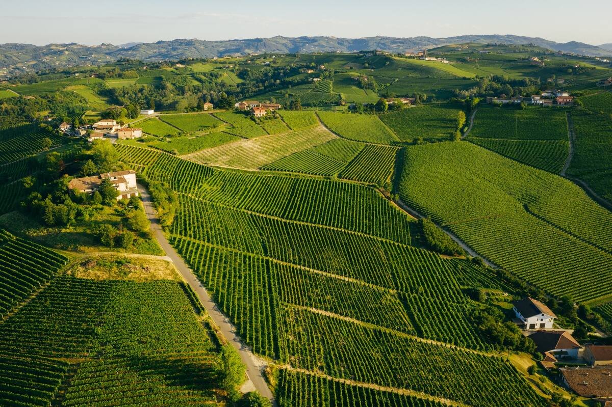 Aerial view of a vineyard landscape with lush green fields and rows of grapevines, interspersed with small houses and roads.