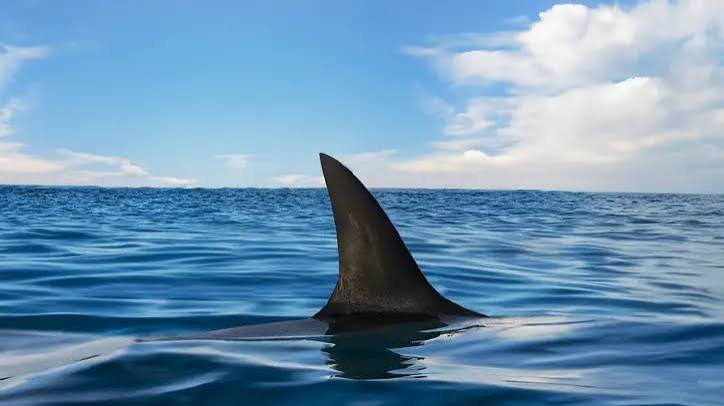 Why We're Still Afraid of the Water