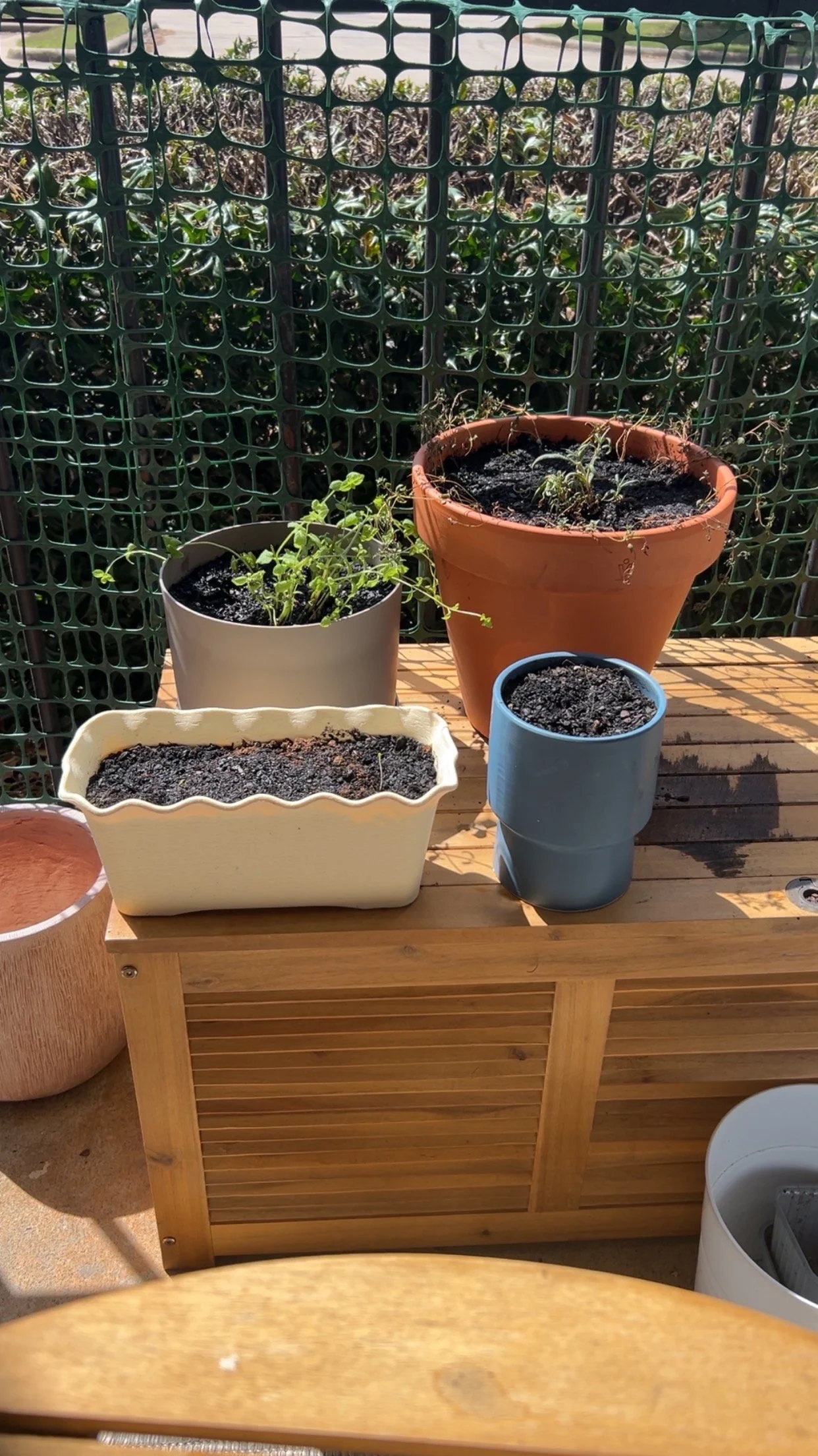 My Herb Garden So Far ☀️🪴