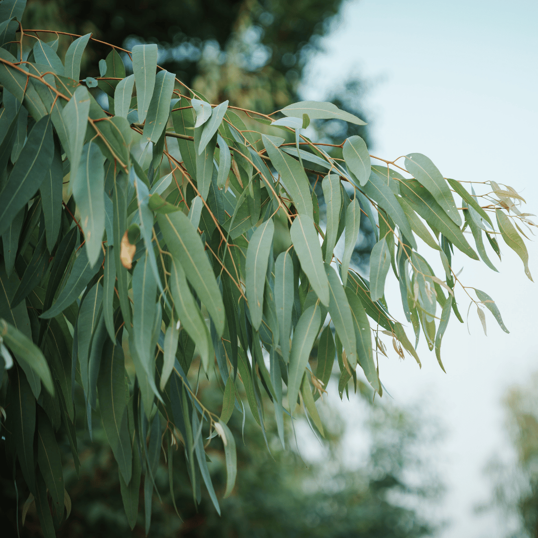 Eucalyptus.png