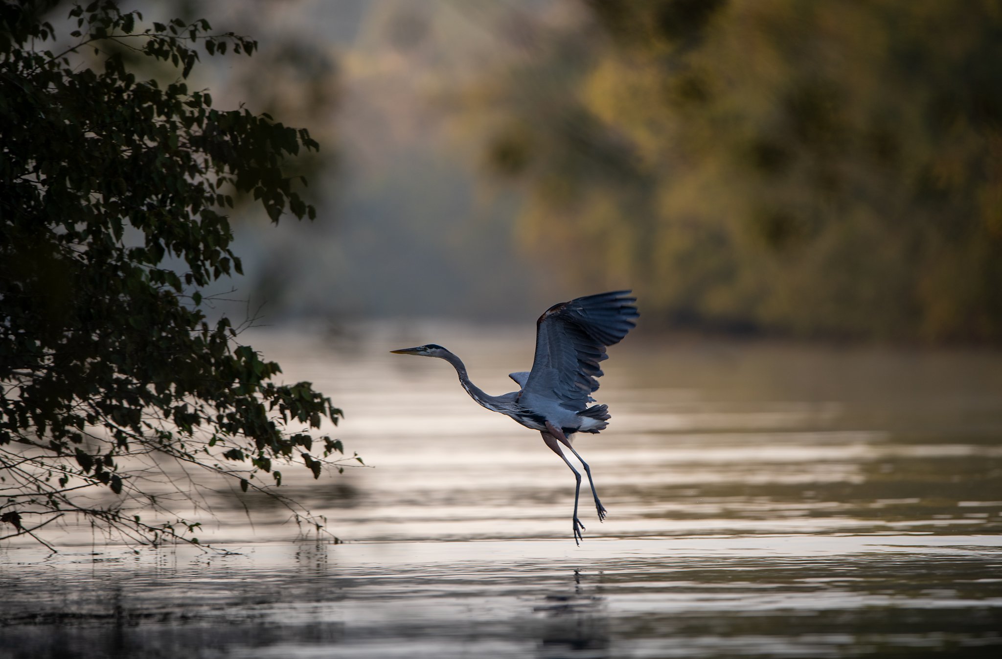 morning-glide-great-blue-heron-jordan-lake-nc.jpg