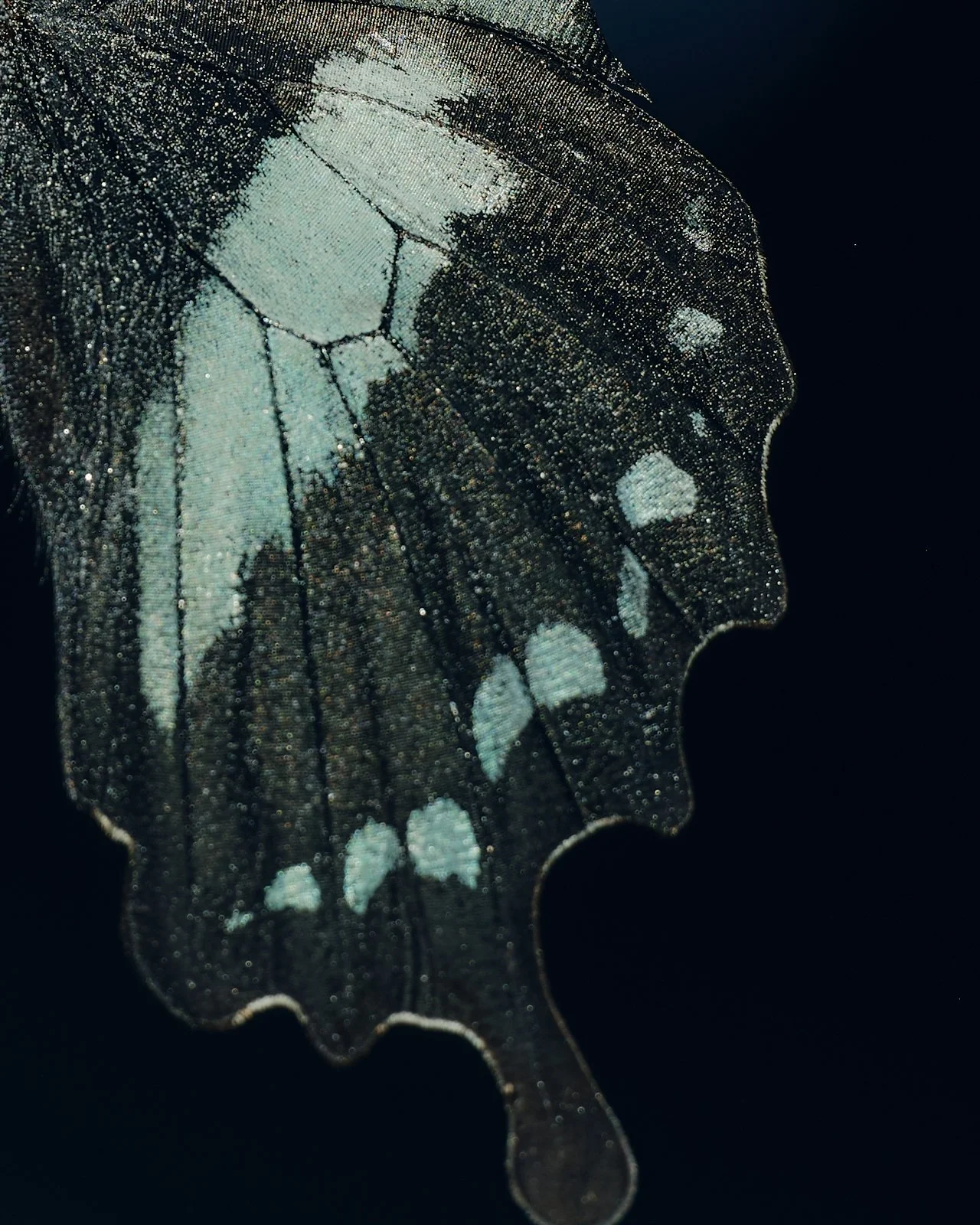 AS_Butterfly_Wing.jpg