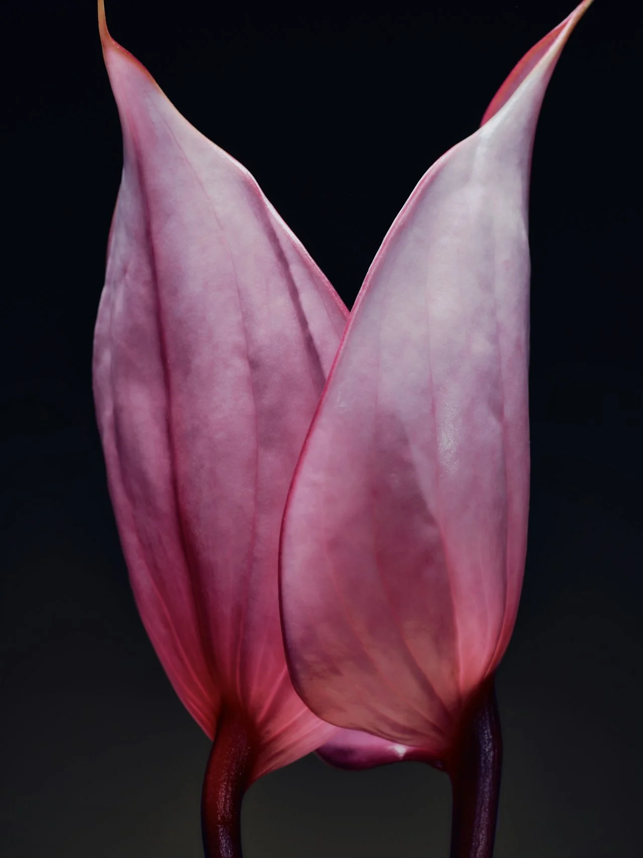 AS_Pink_Bloom.jpg