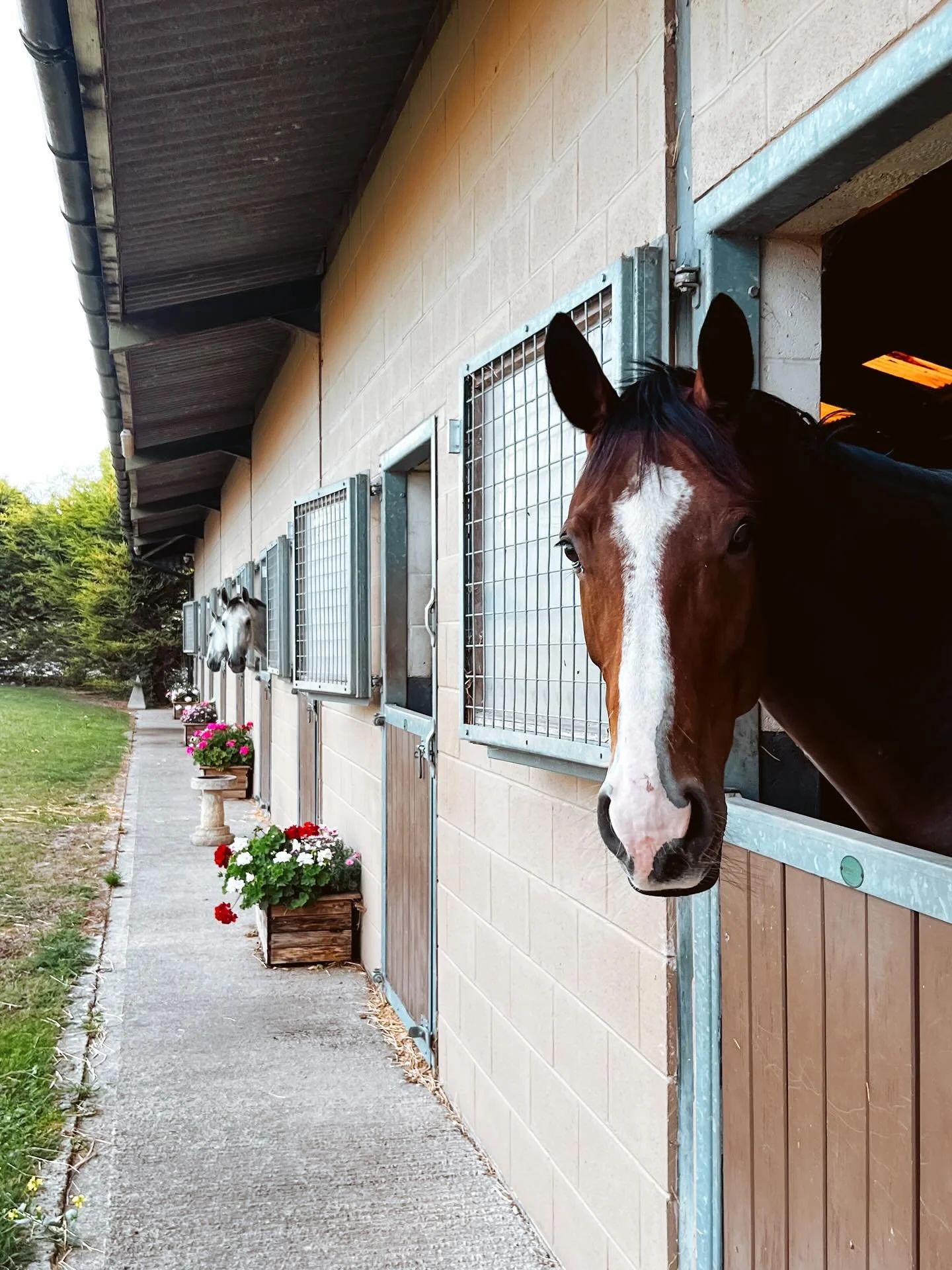 I hadn&rsquo;t realized how much I needed a city break until I stayed a couple of days on a farm ☀️ Wide open spaces, fresh air, quiet, and the sweetest farm animals you can imagine were a tonic to the soul. It was easy to forget how much I love bein