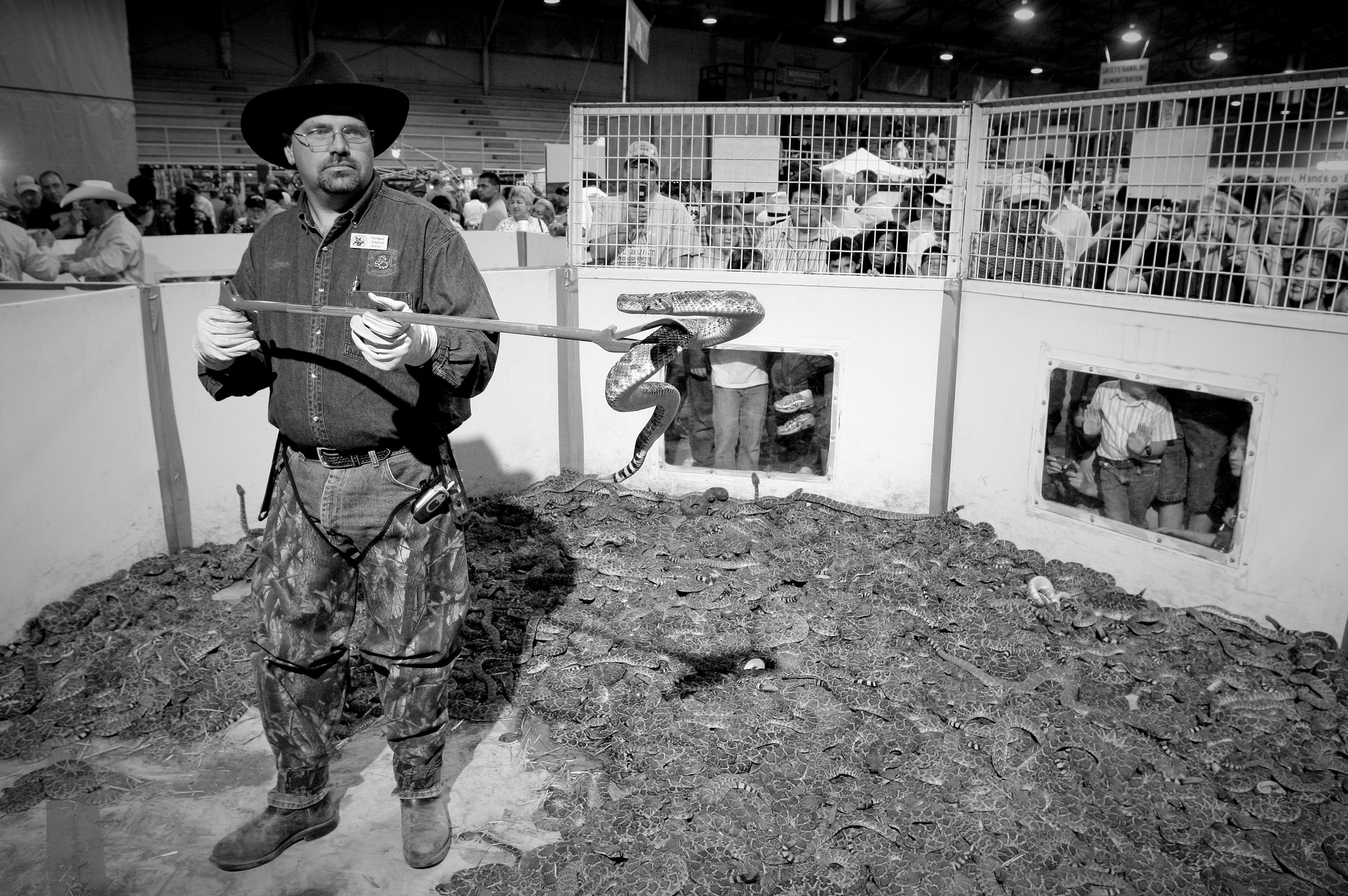 Rattlesnake round-up © Dan Callister