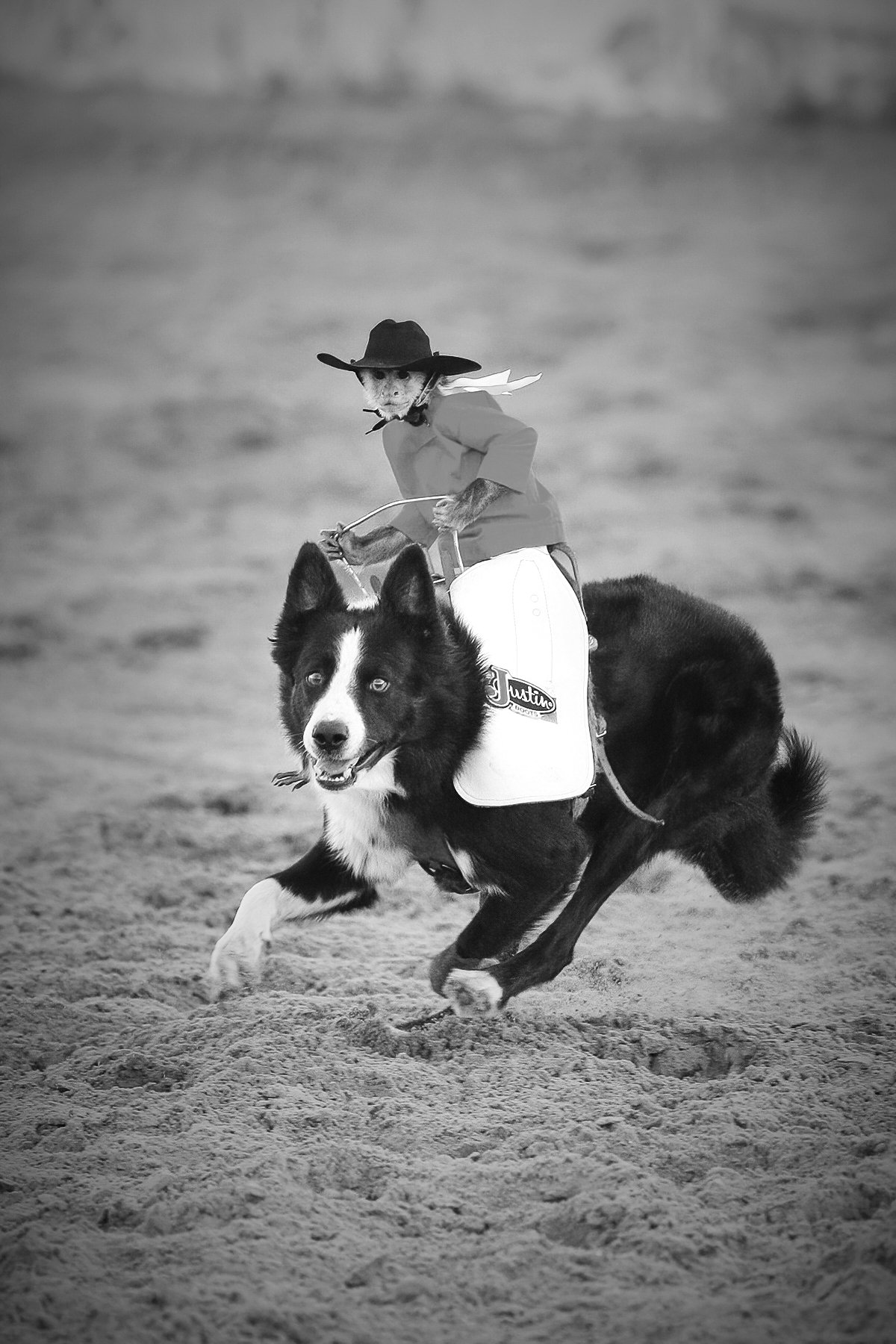 Reno Rodeo by © Dan Callister